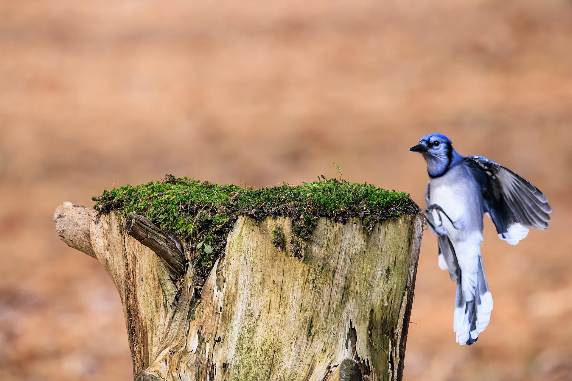Blue Jay