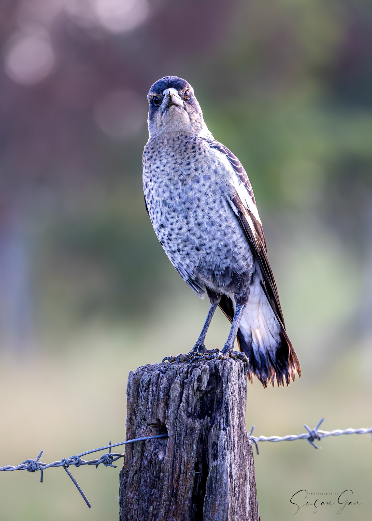 Young Magpie