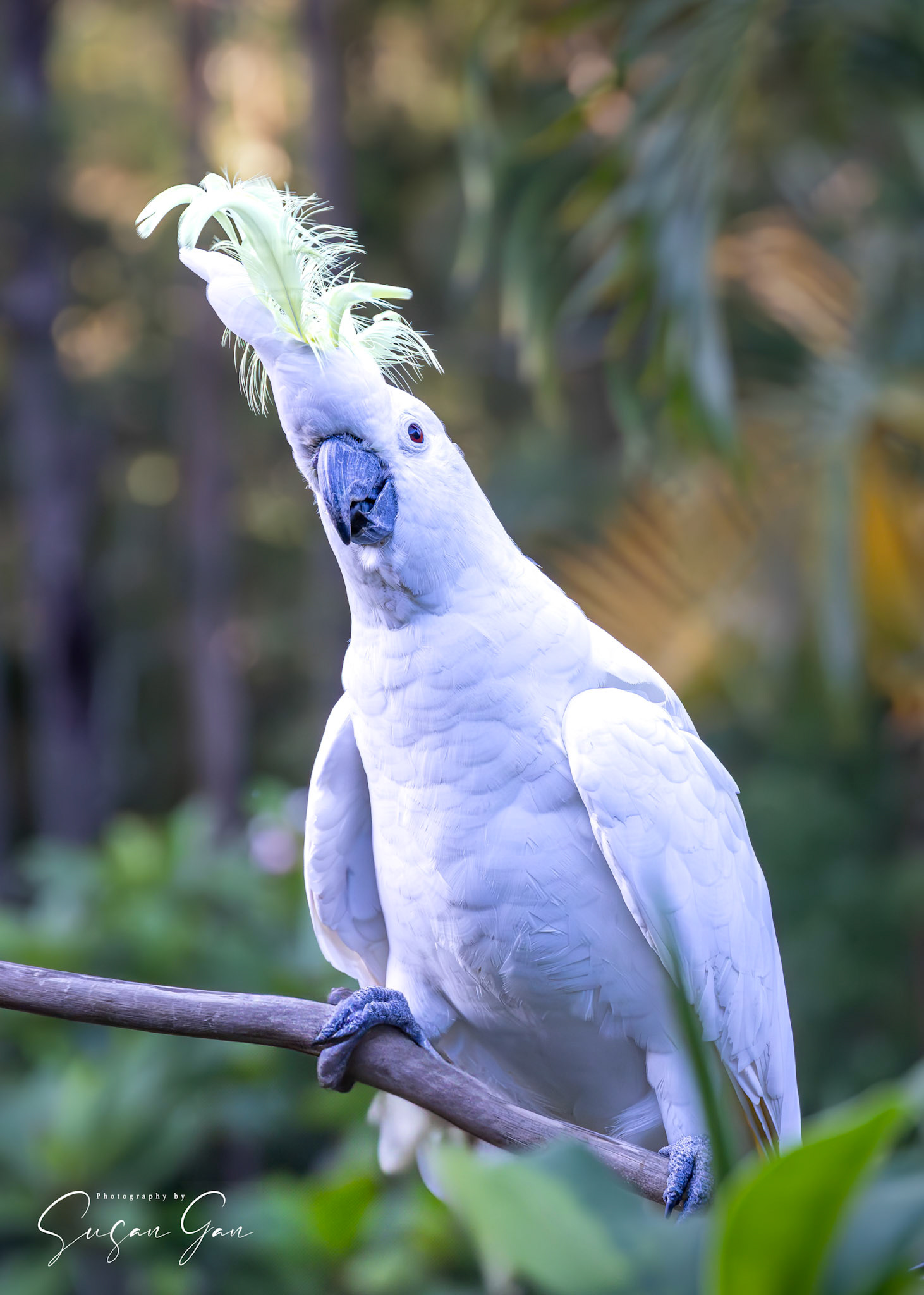 Sulphur Crested Cockatoo