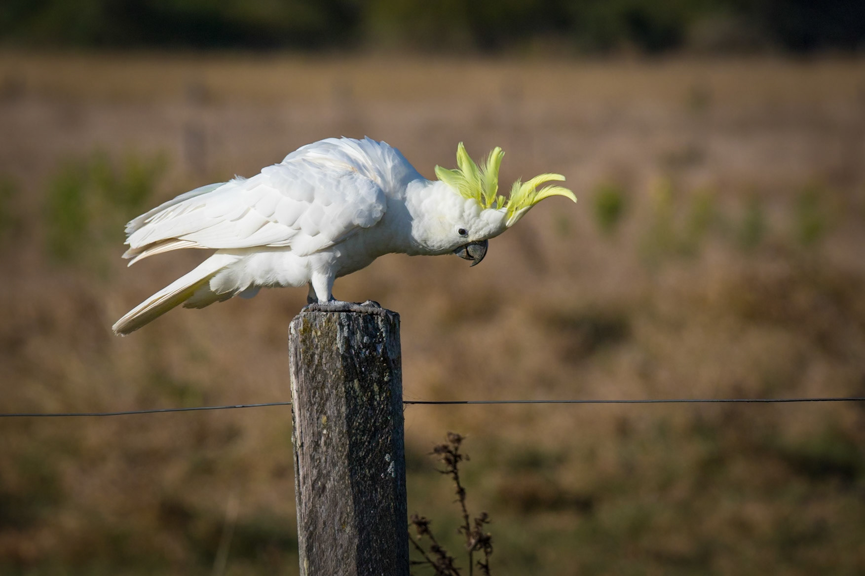 Sulphur Crested Cockatoo