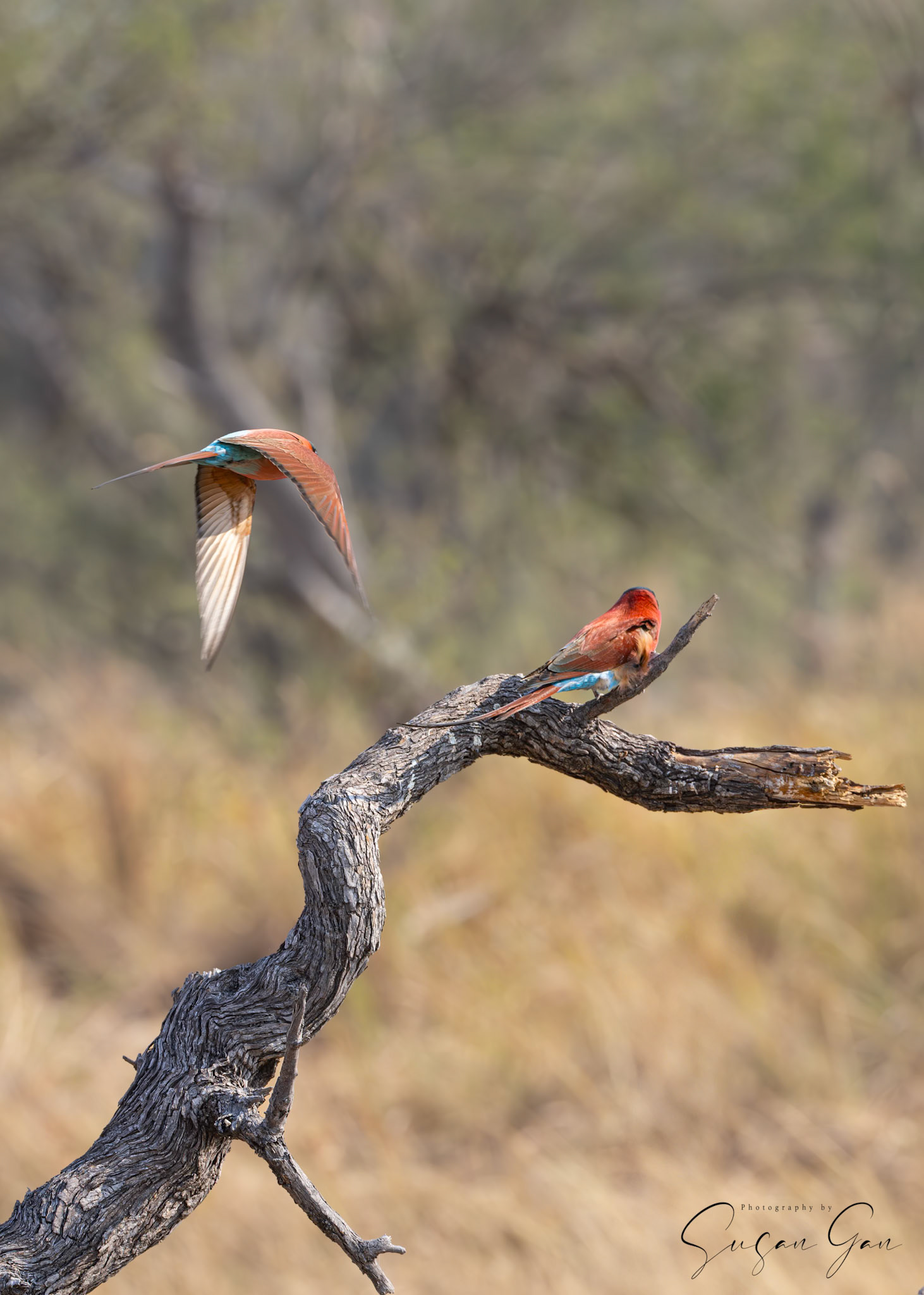 Carmine Bee-Eater