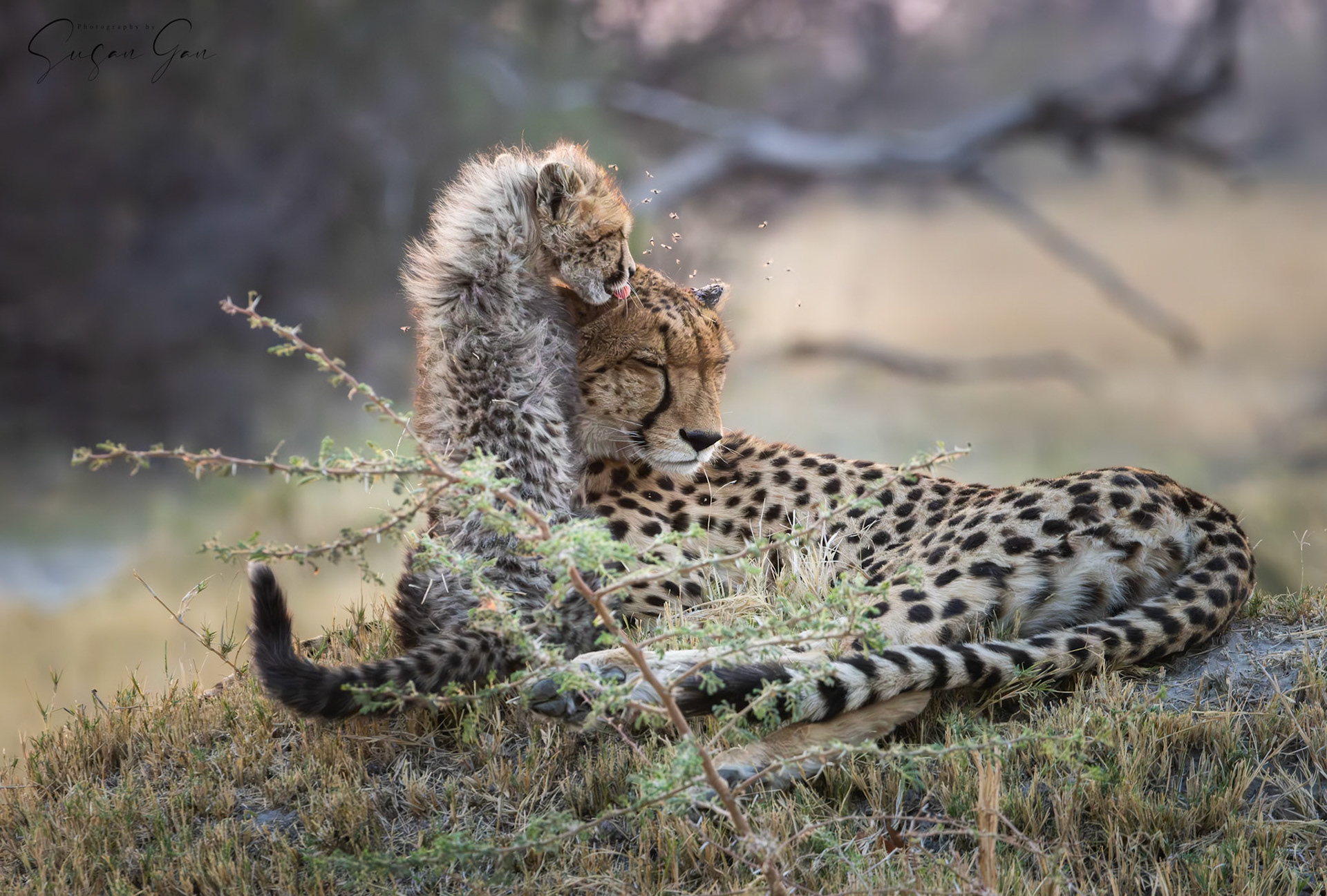 Mother Cheetah and Cub