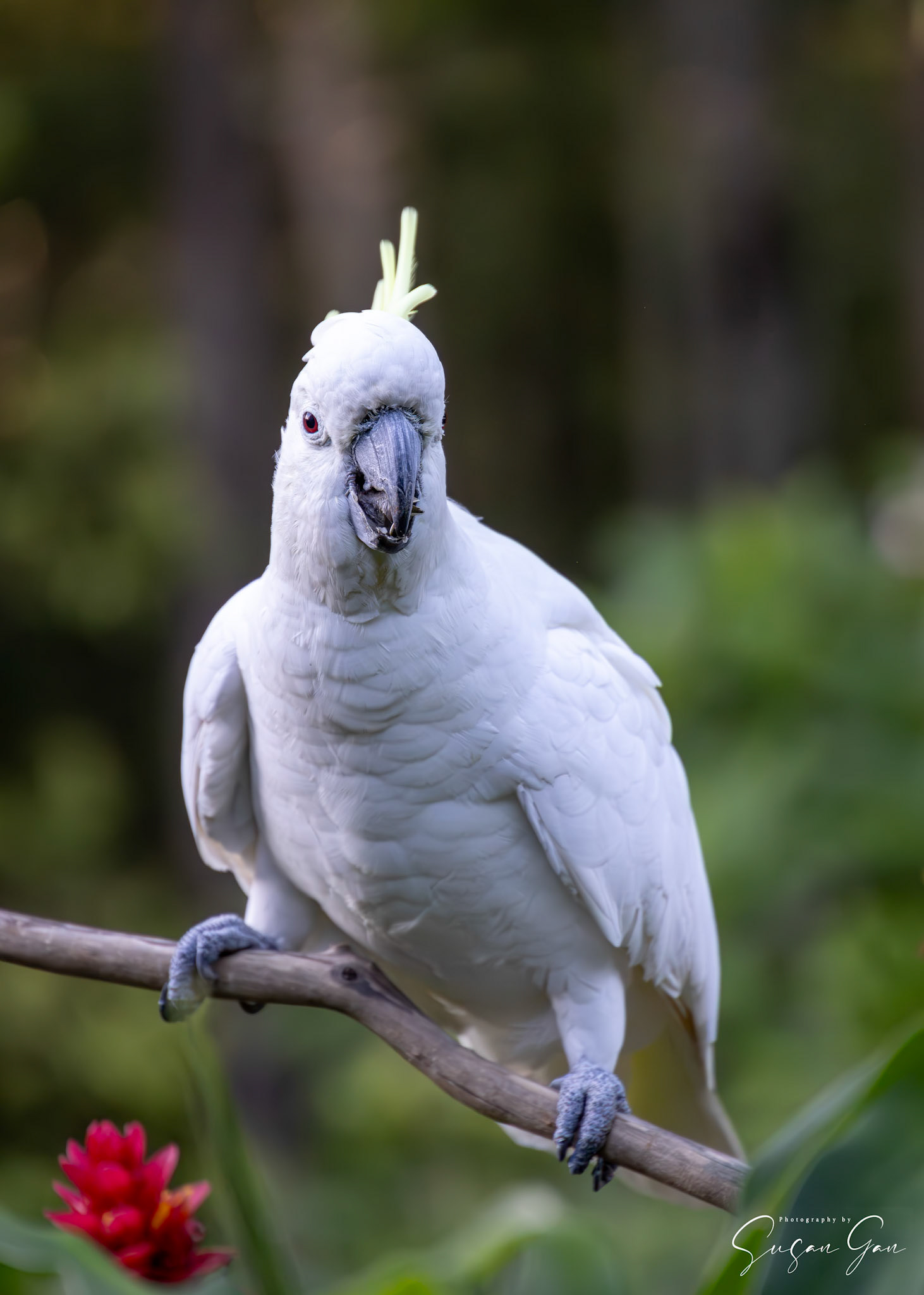 Sulphur Crested Cockatoo