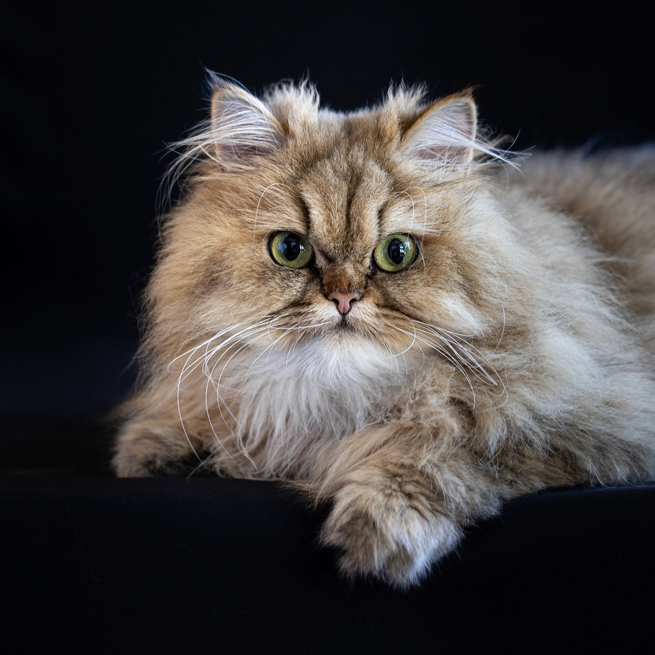 Caramel