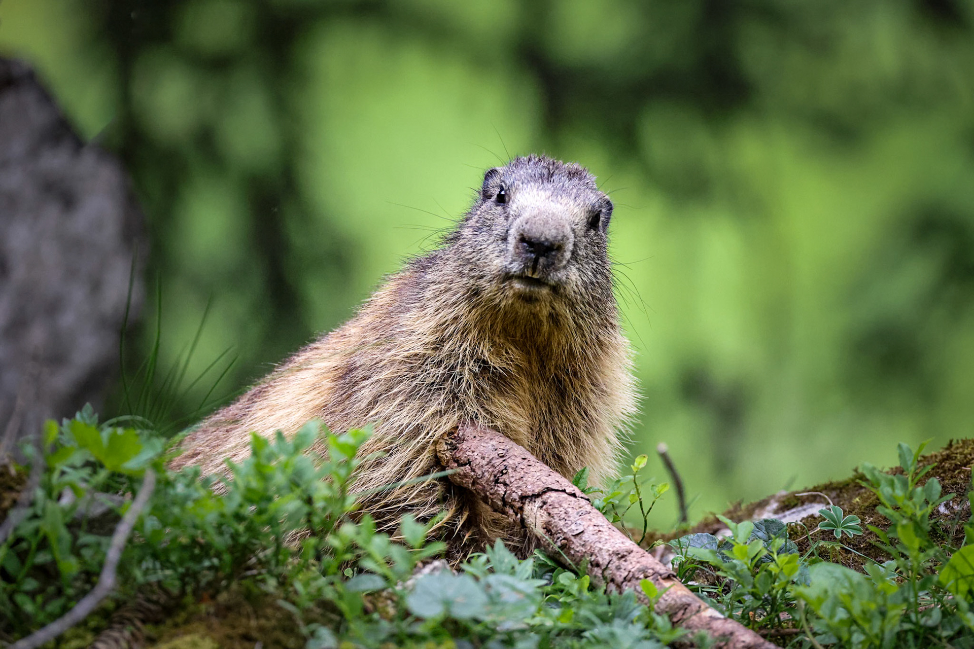 Marmotte