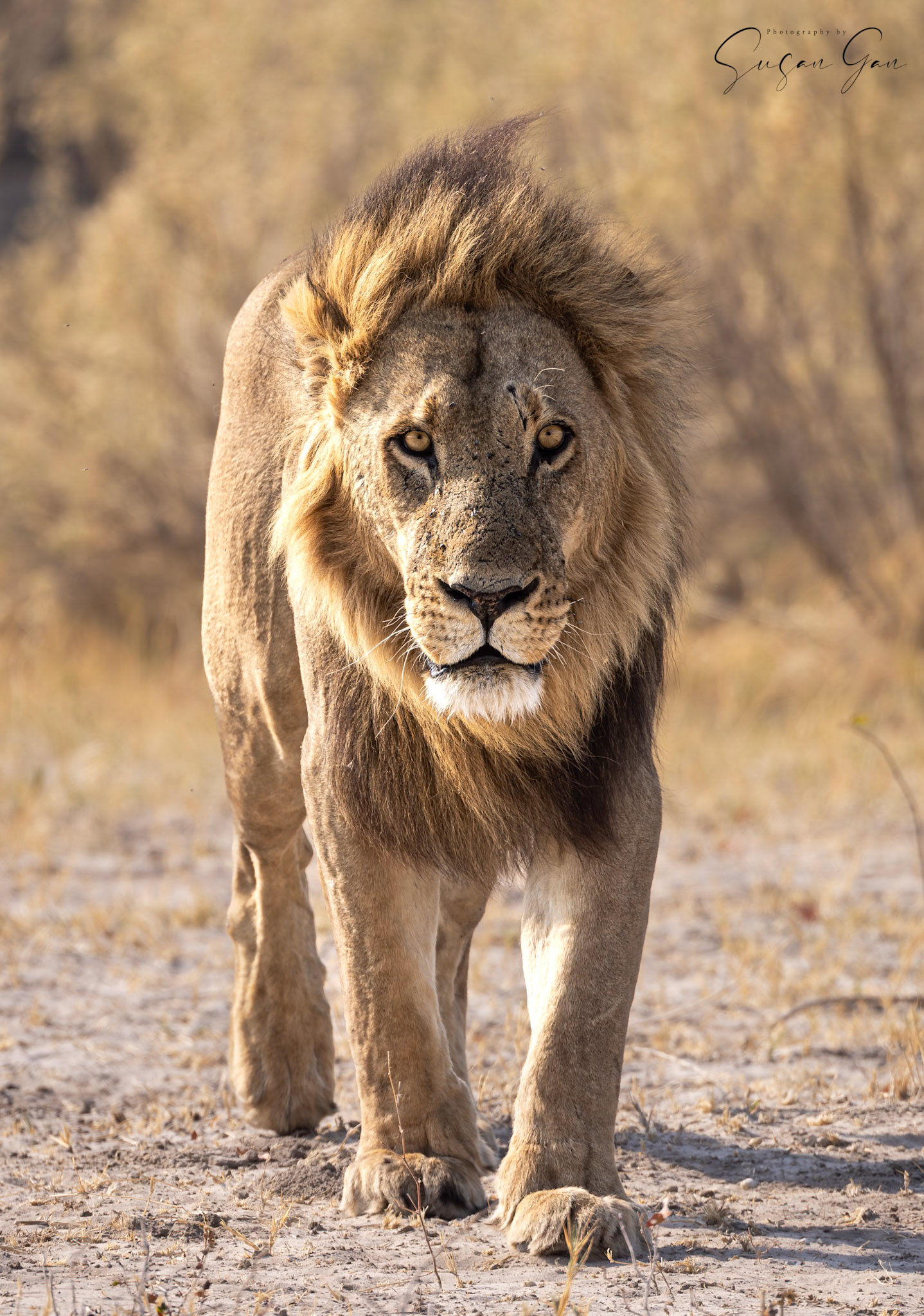 Male Lion
