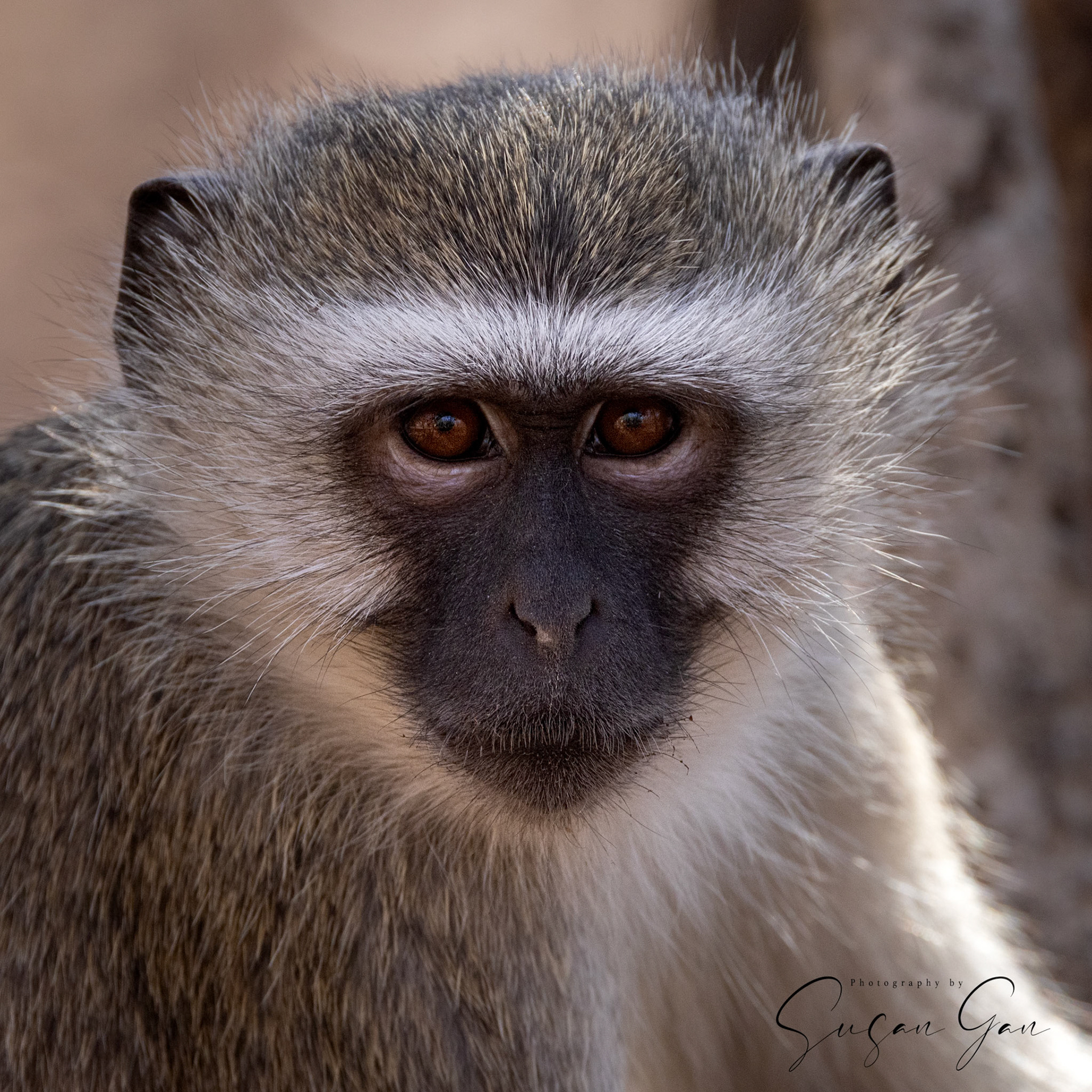 Vervet Monkey