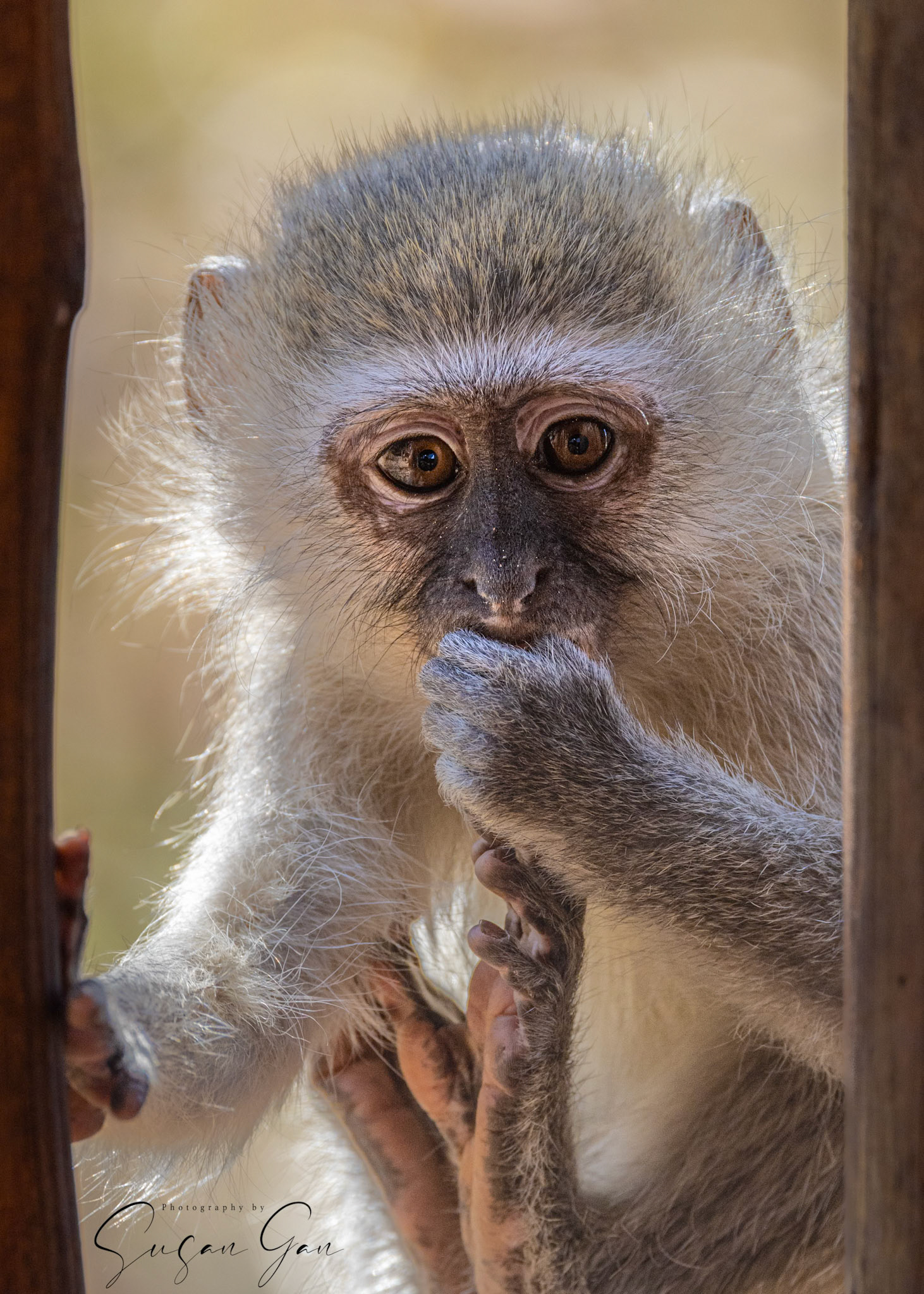 Vervet Monkey