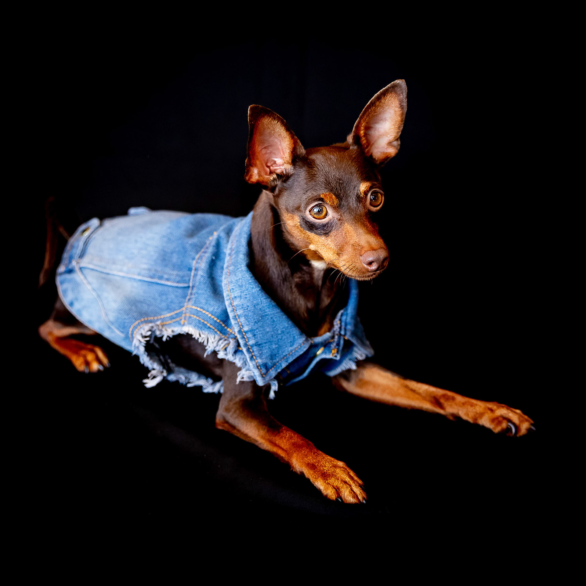 Milo rocking his denim jacket