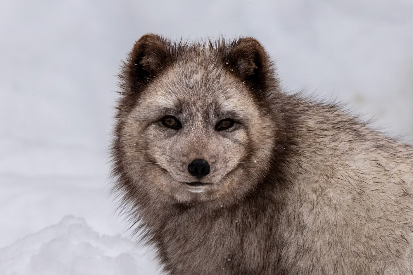 Arctic Fox