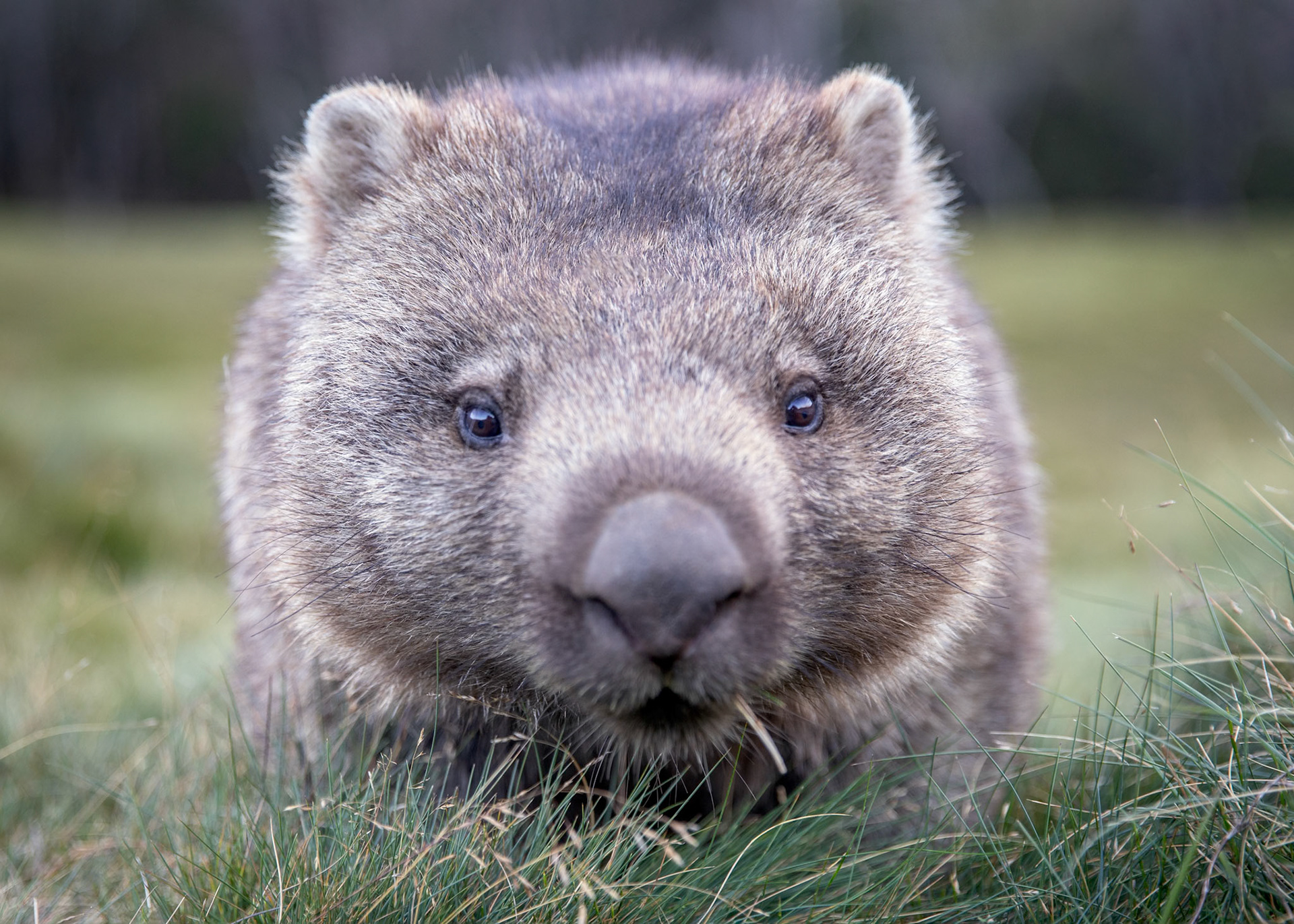 Wombat