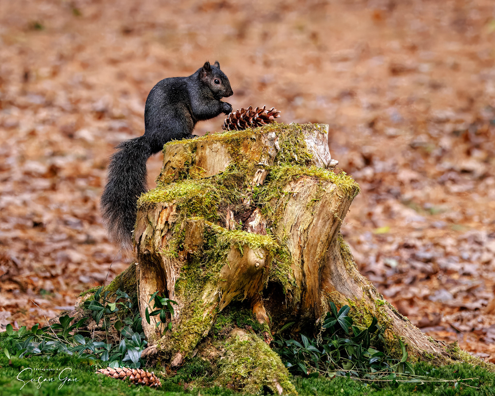 Black Squirrel