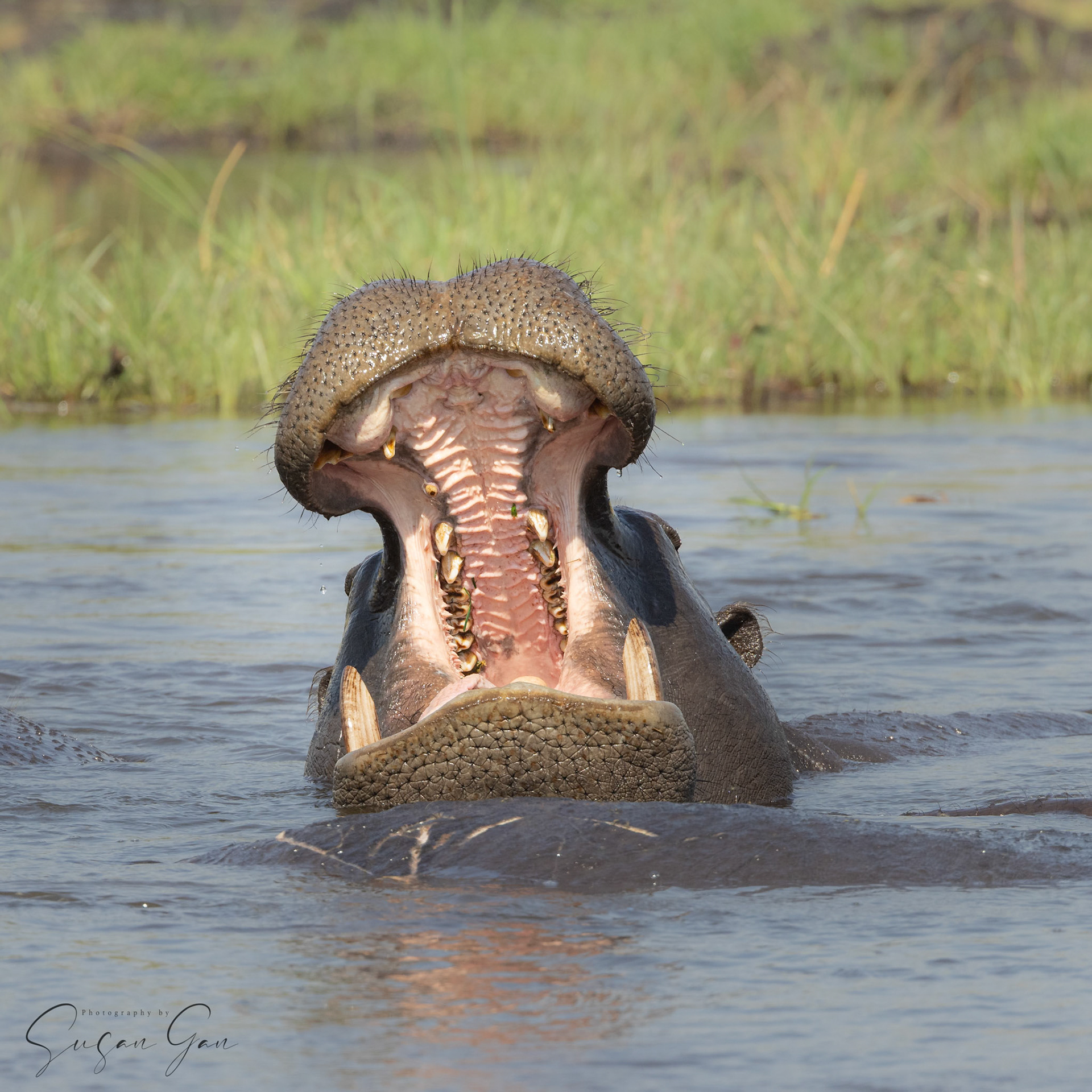 Hippo