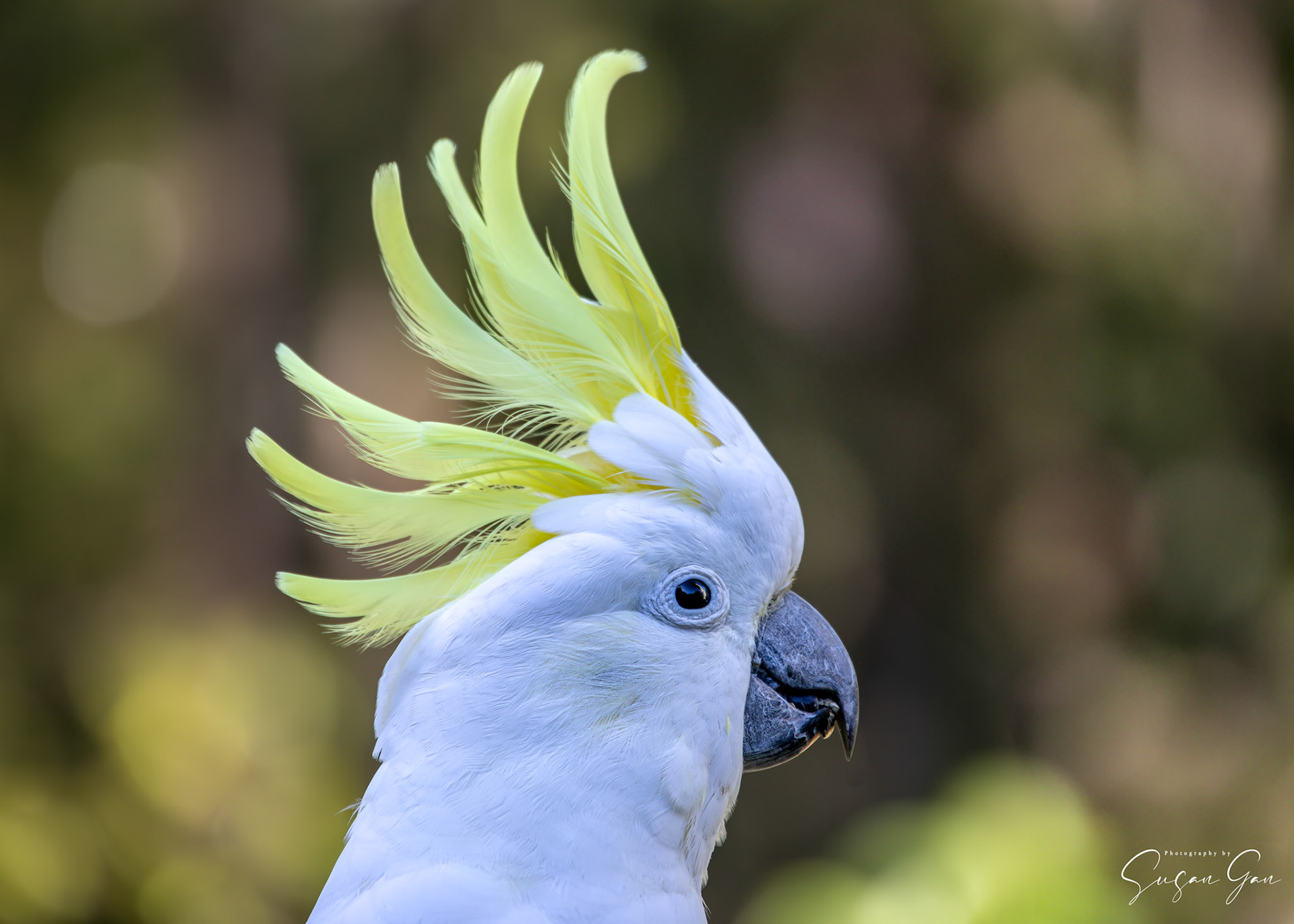Sulphur Crested Cockatoo