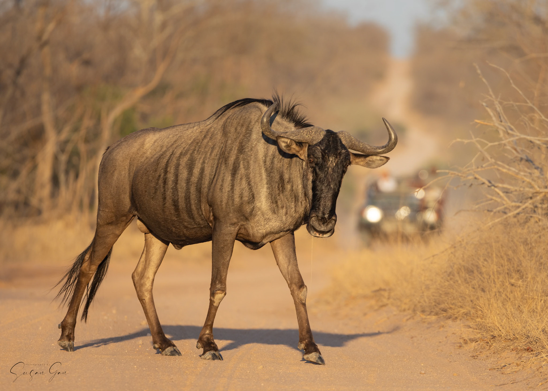 Wildebeest....one of the "Ugly Five"!