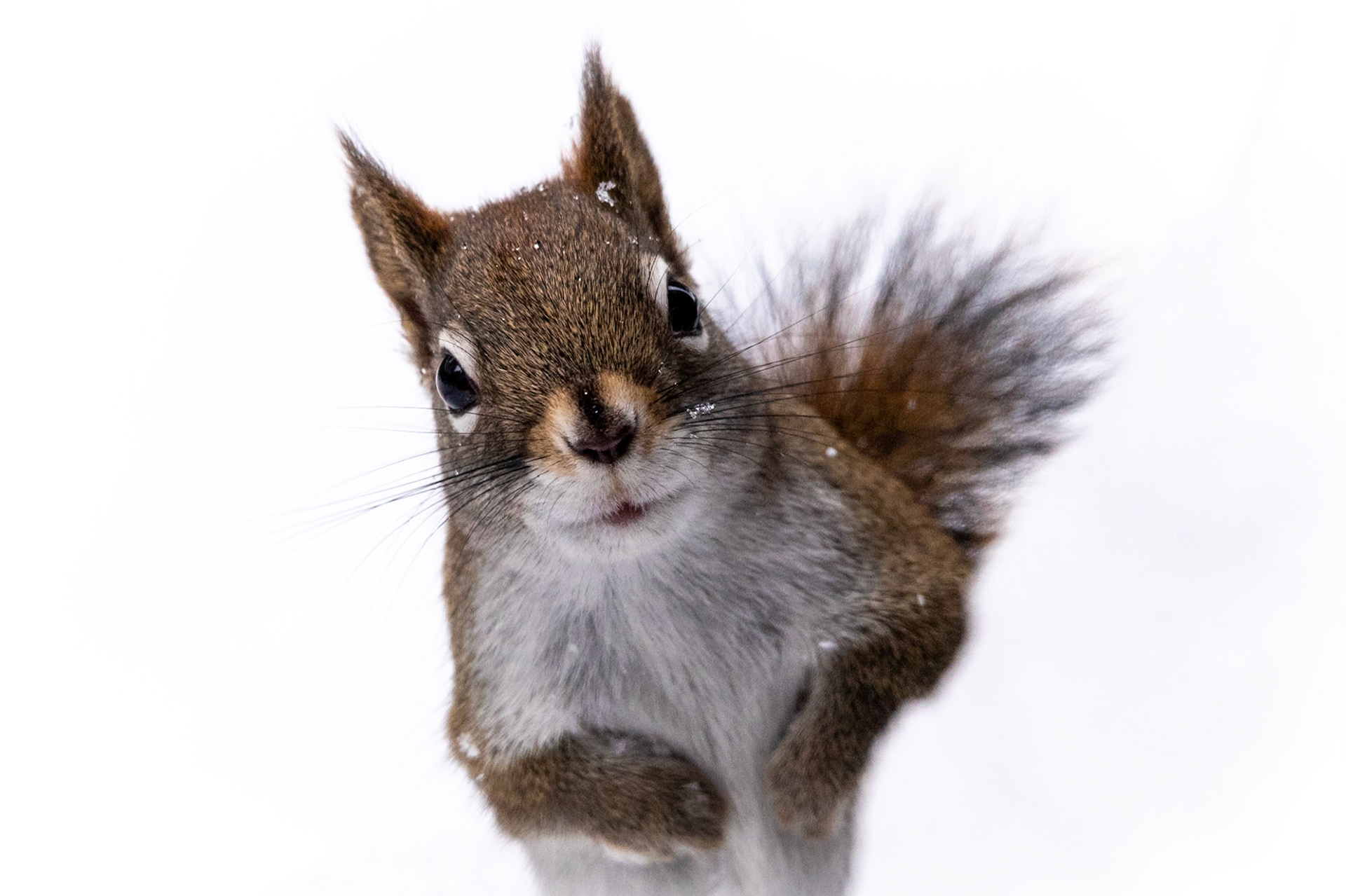 Red Squirrel