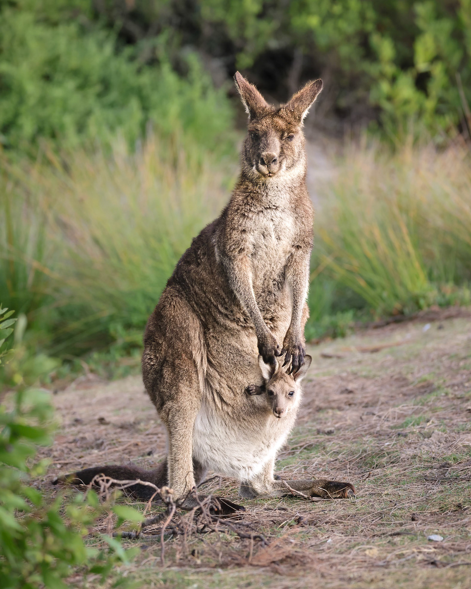 Mother Kangaroo and Joey