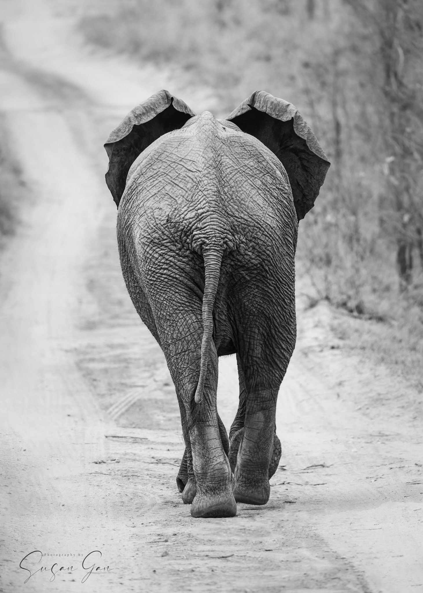 African Elephant