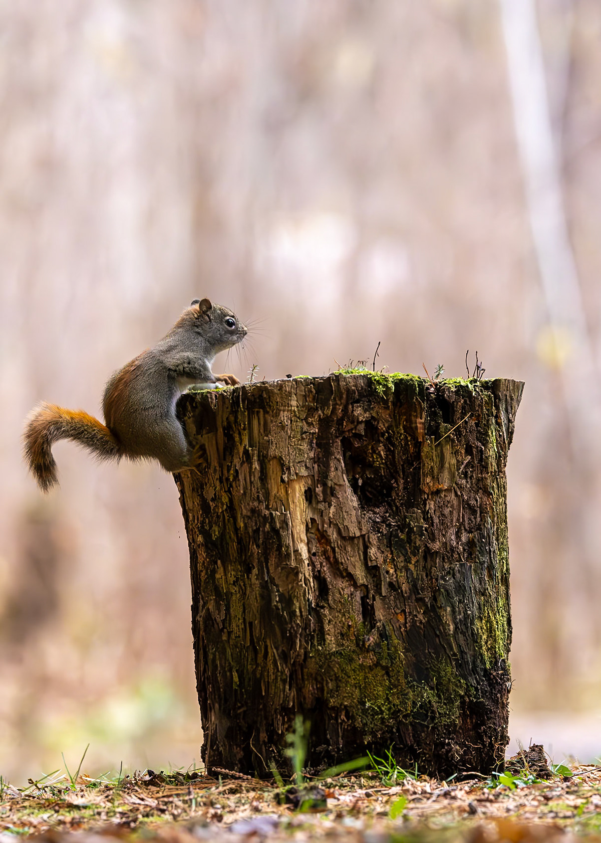 Red Squirrel