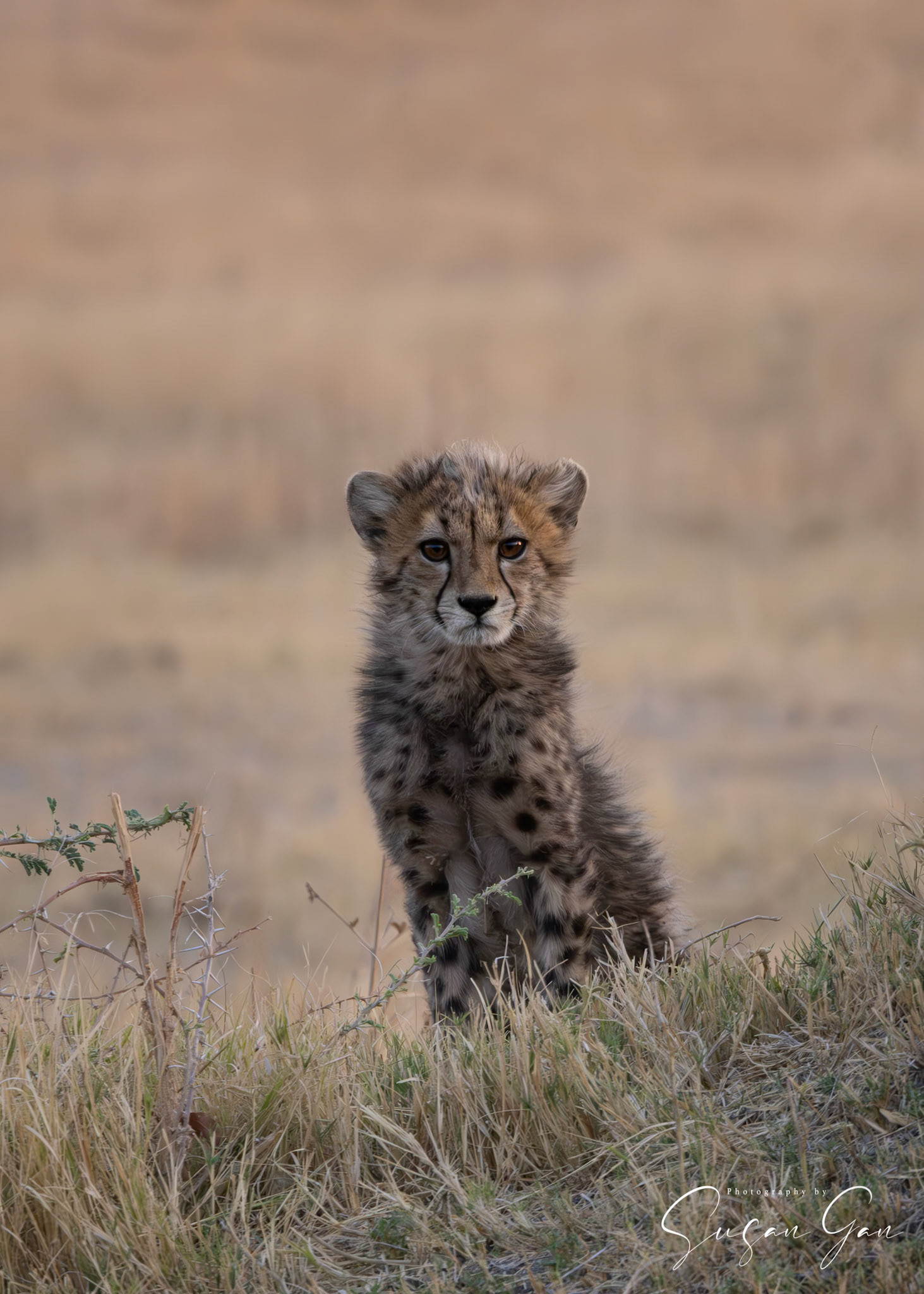 Cheetah Cub