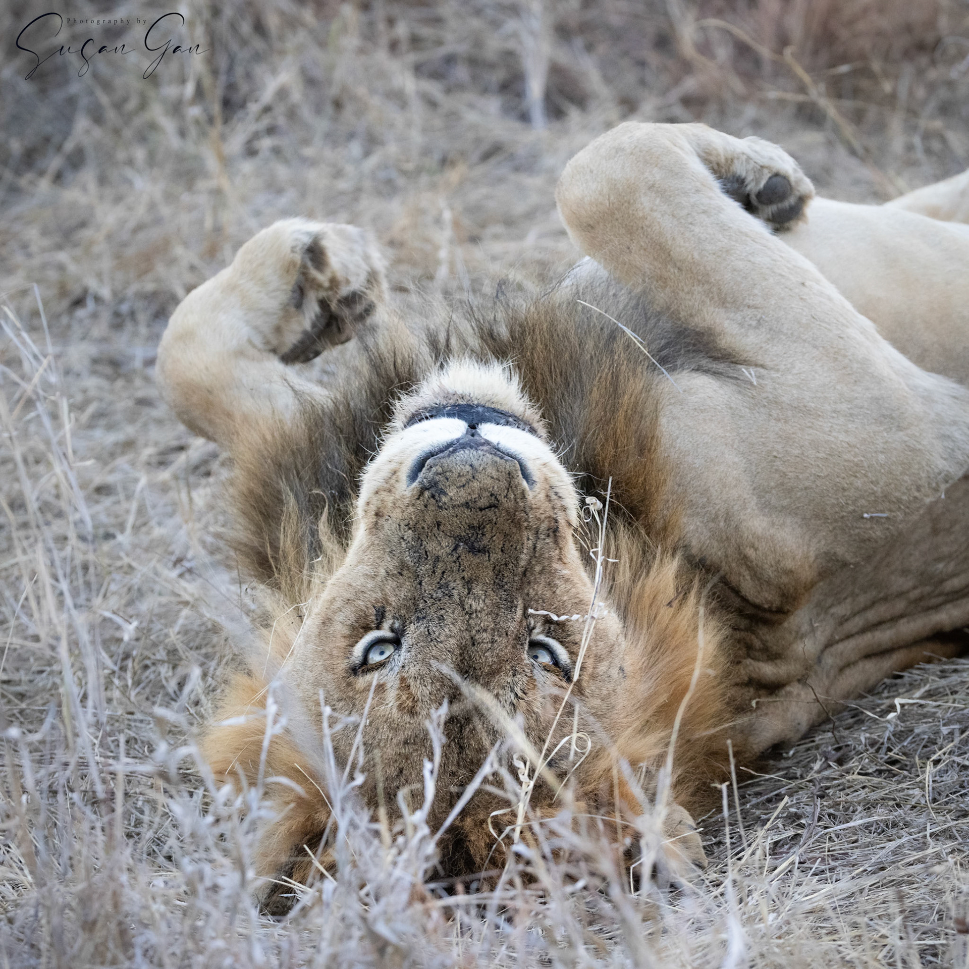Male Lion