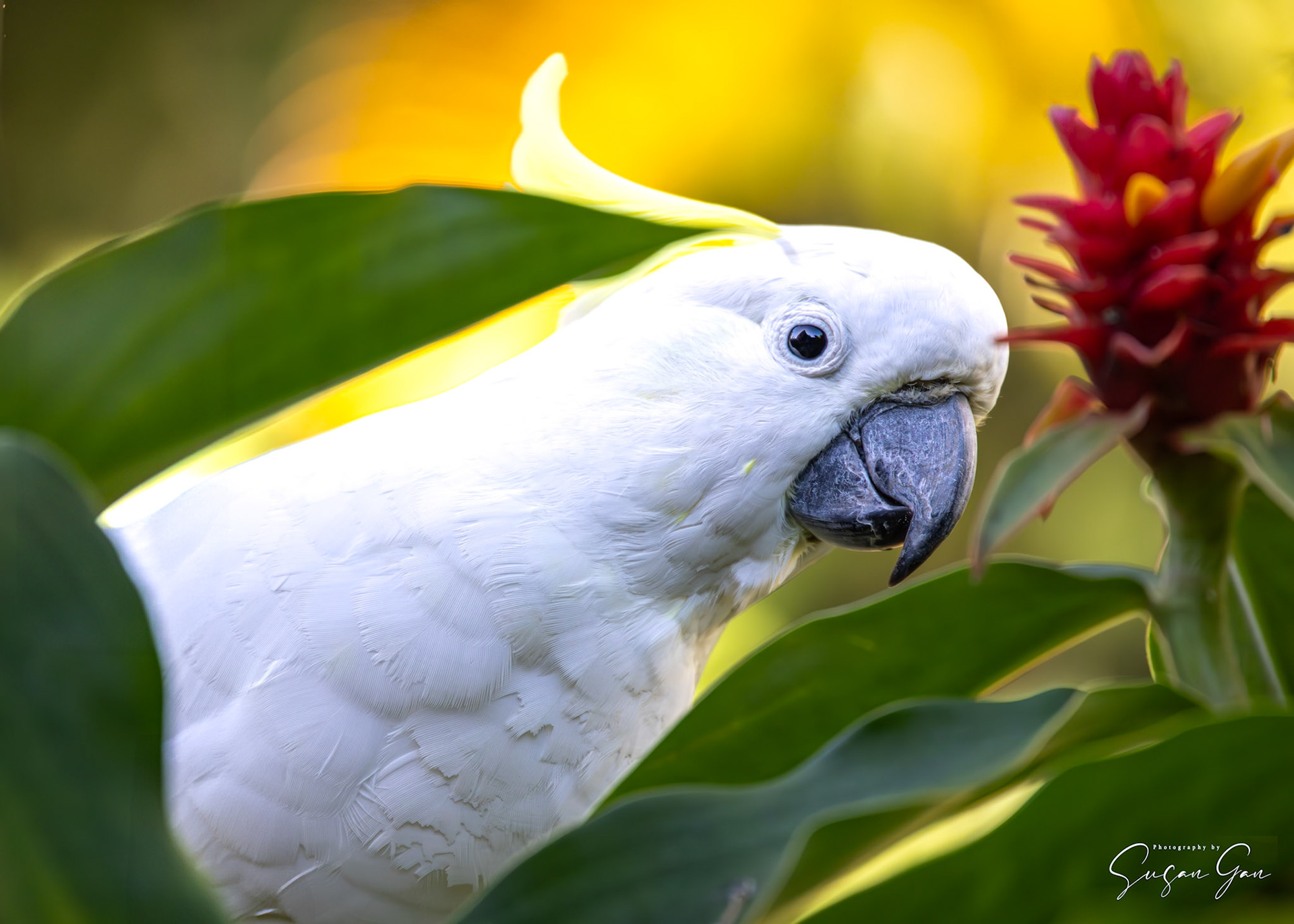 Sulphur Crested Cockatoo