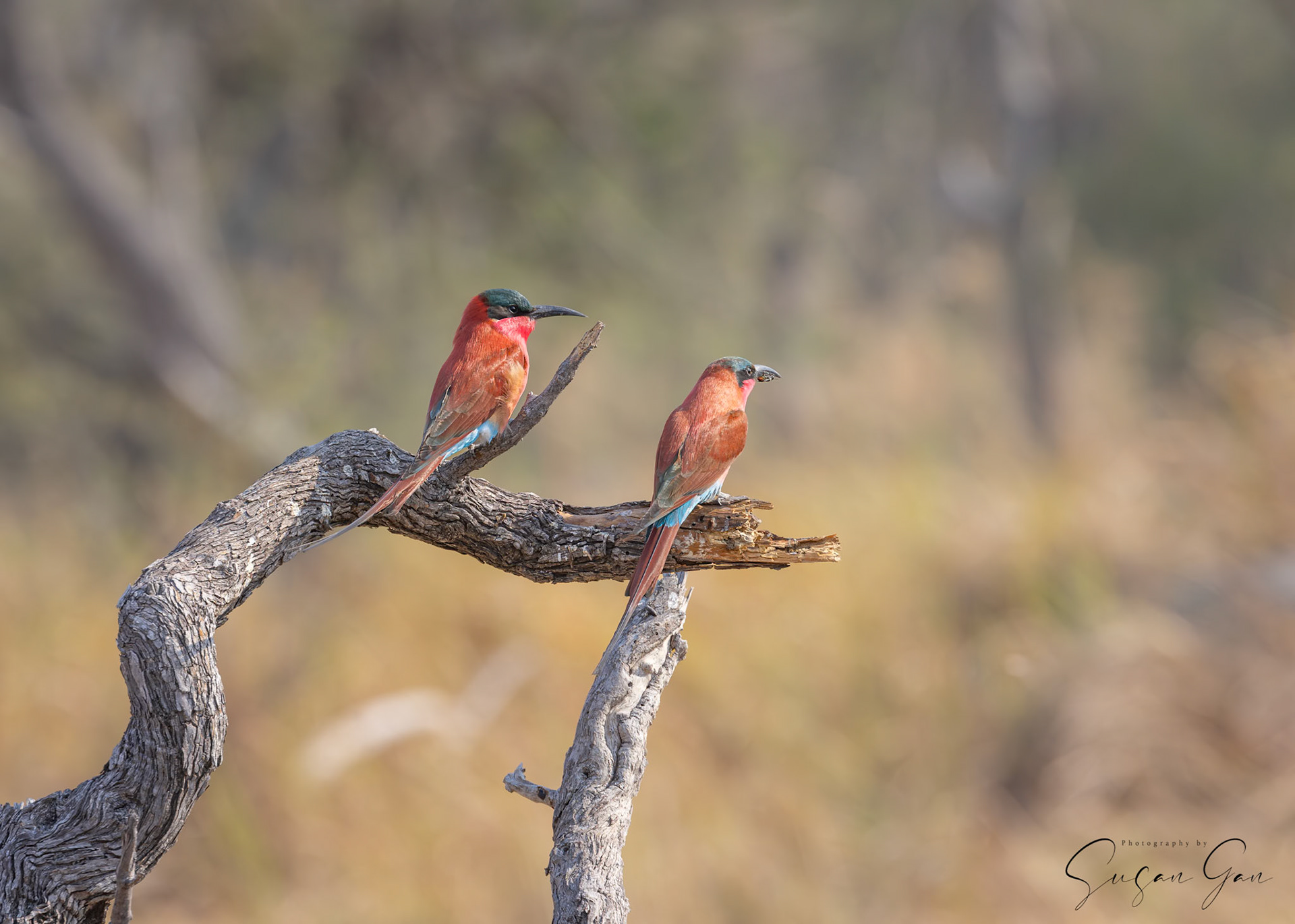 Carmine Bee-Eater