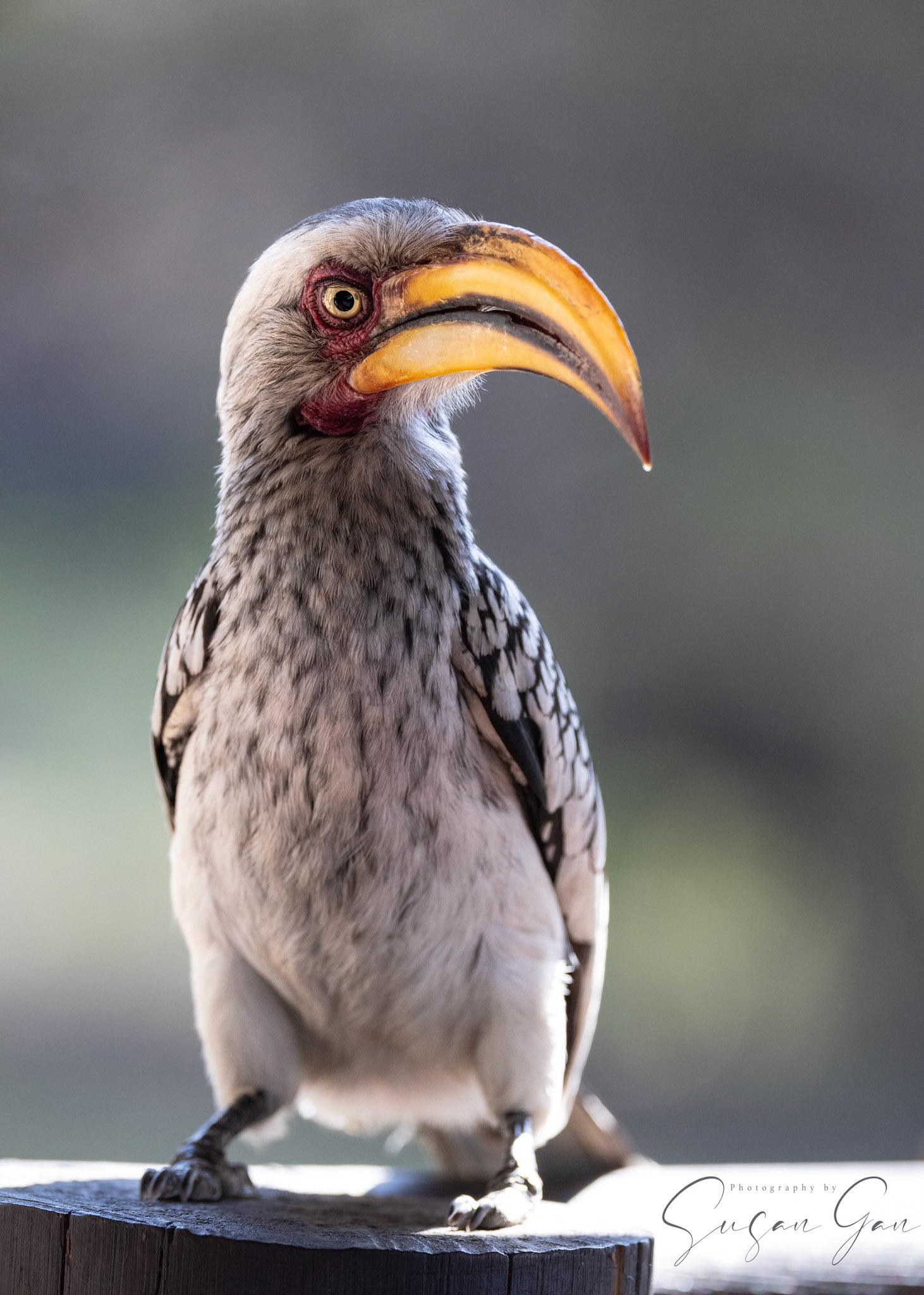 Yellow Hornbill