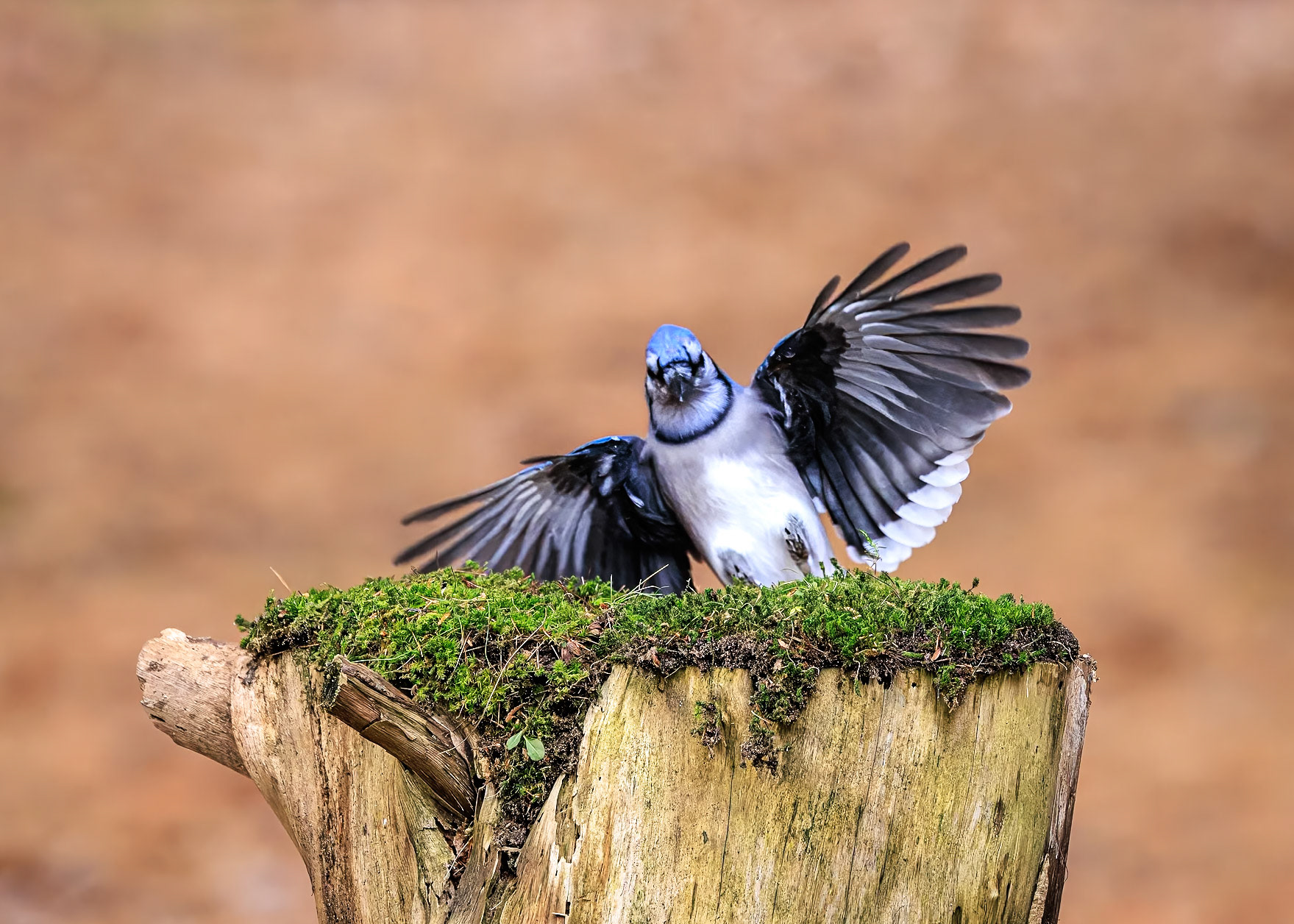Blue Jay