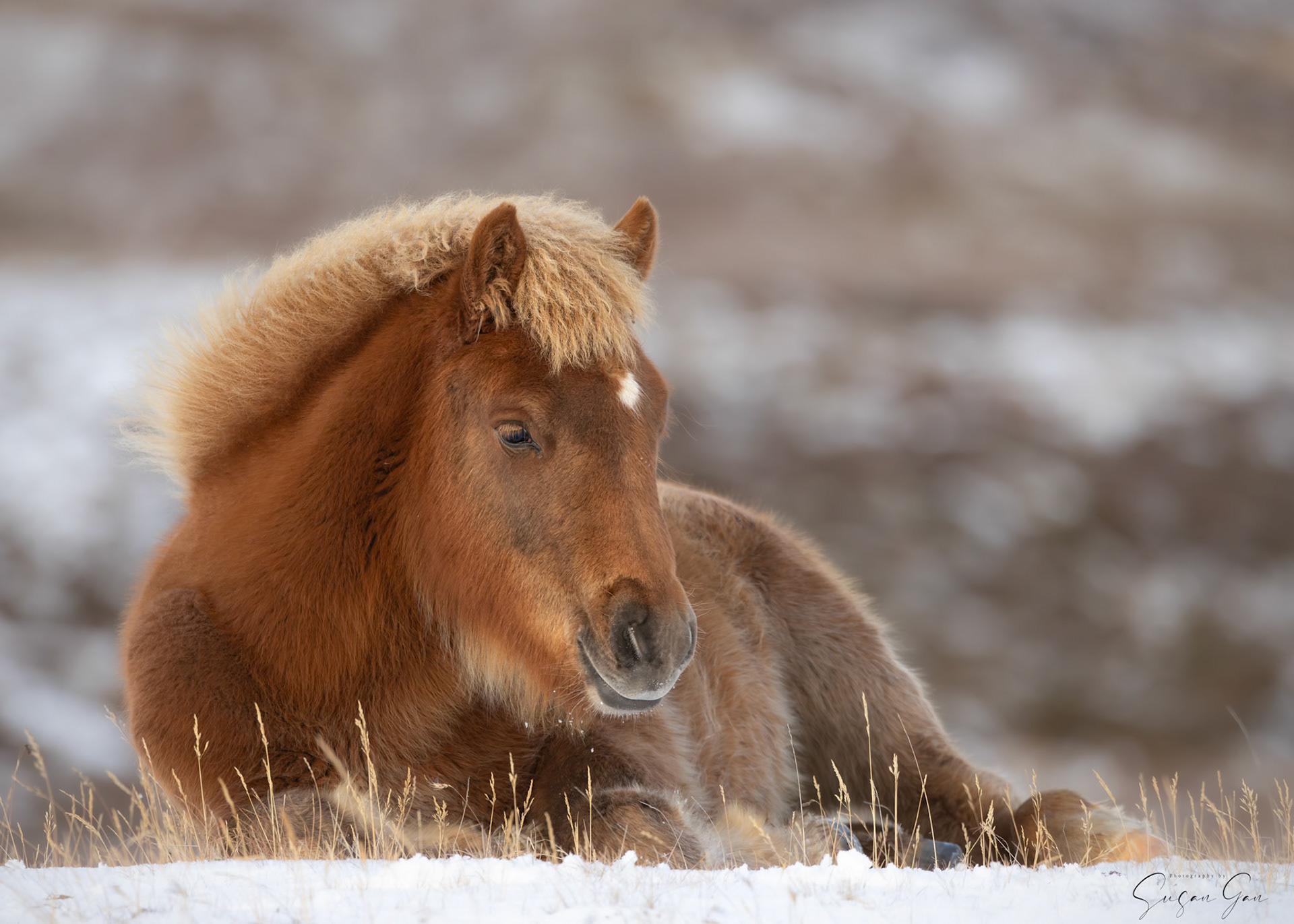 Icelandic Pony