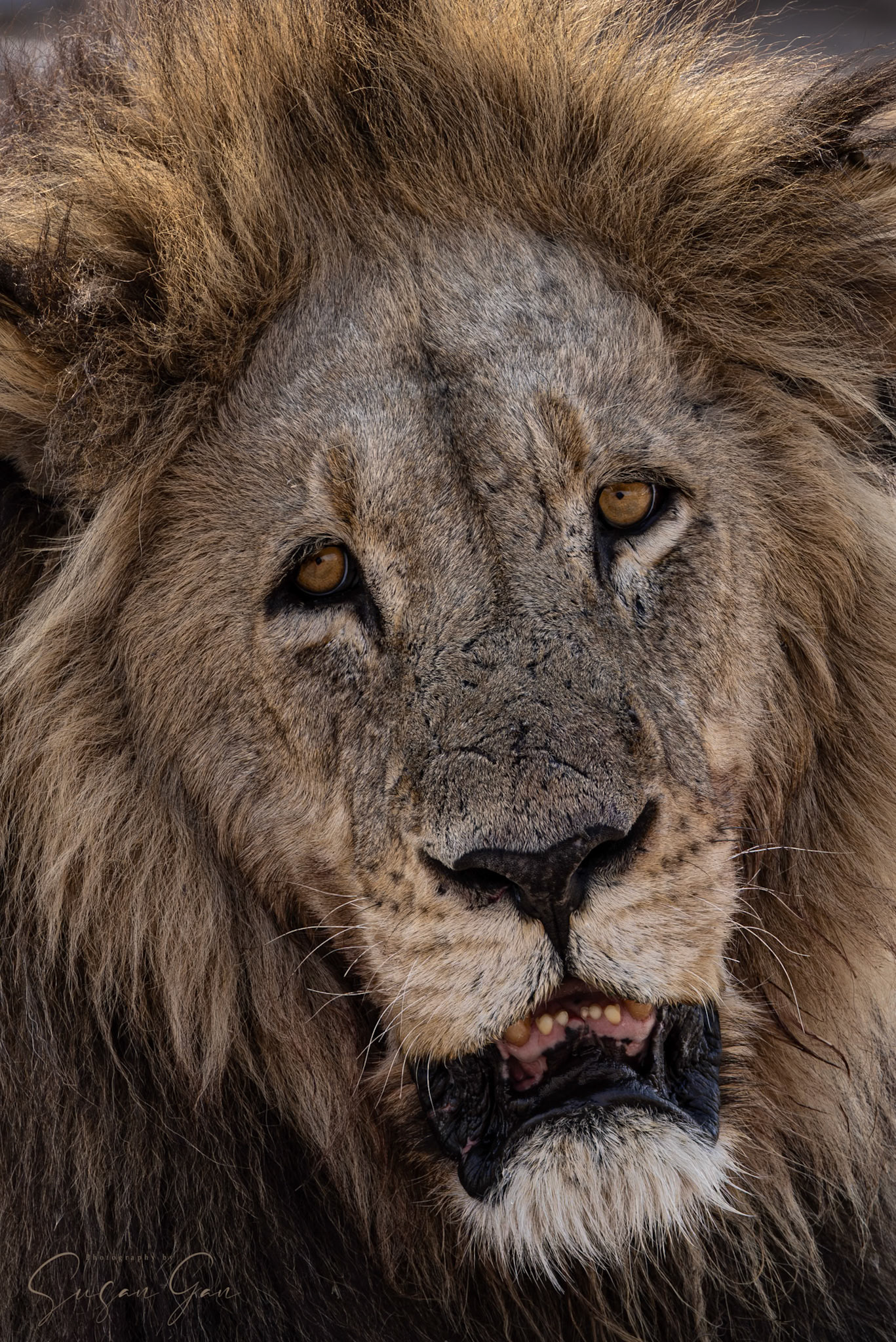 Male Lion