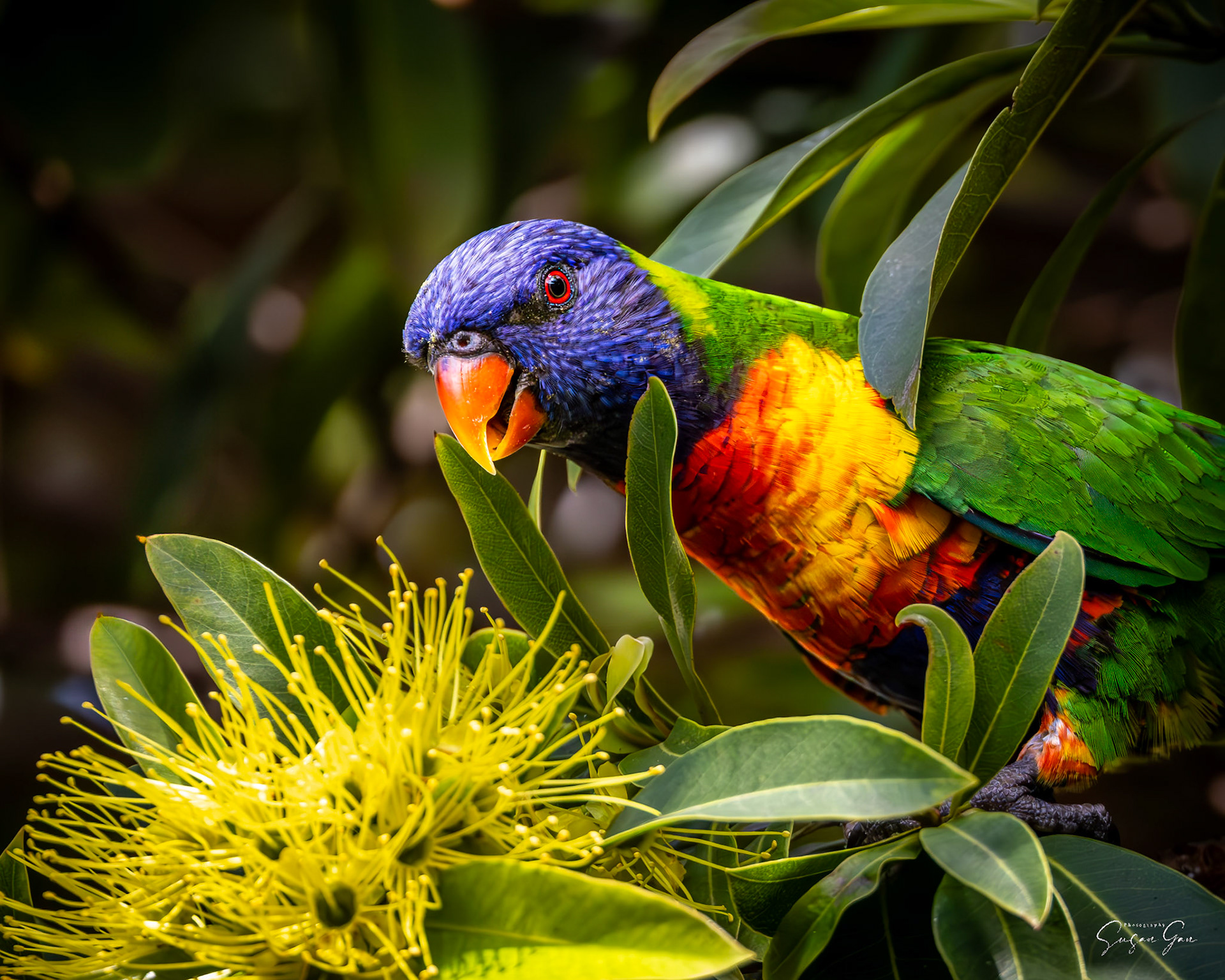 Rainbow Lorikeet