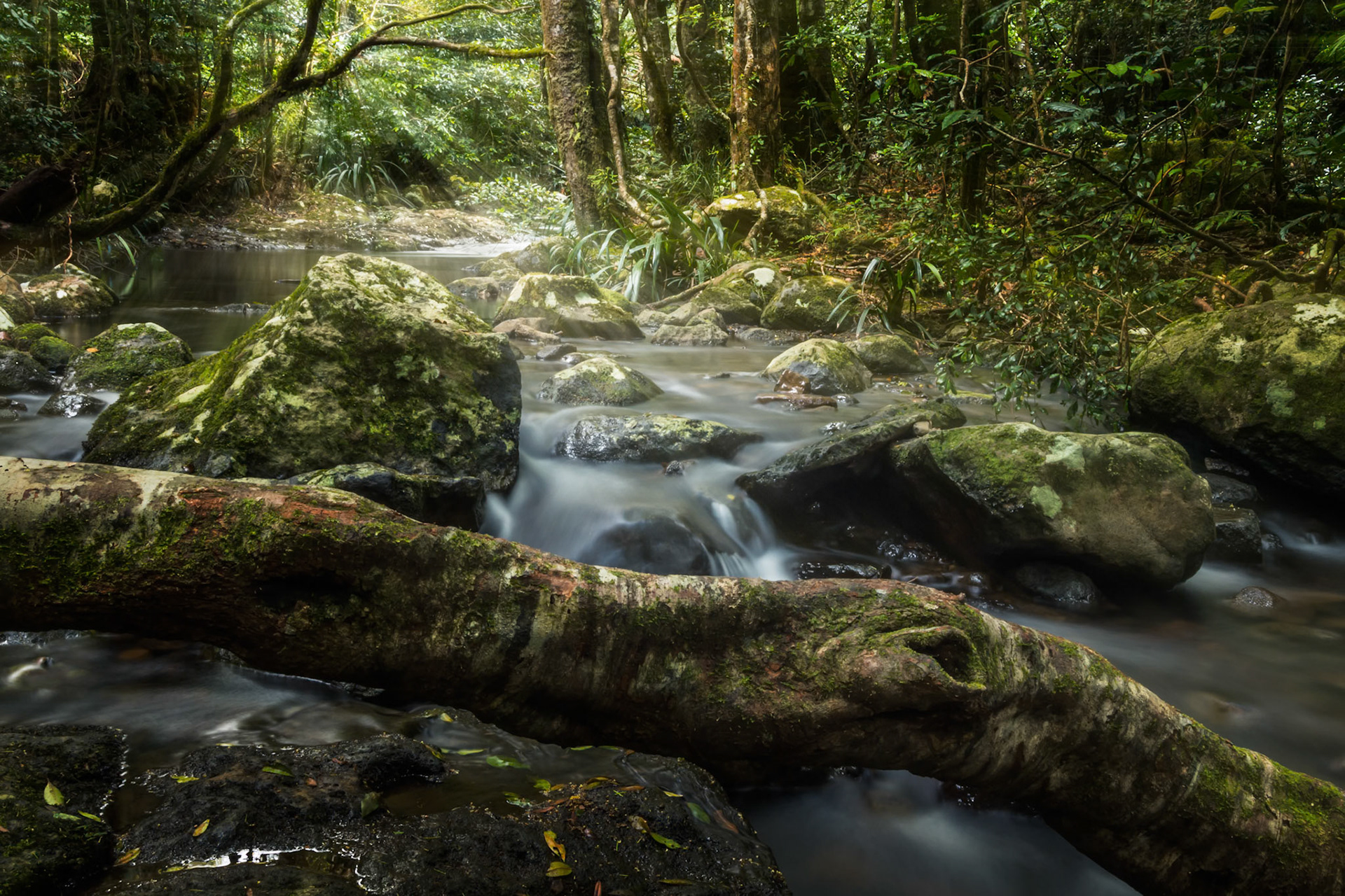Lamington National Park, QLD