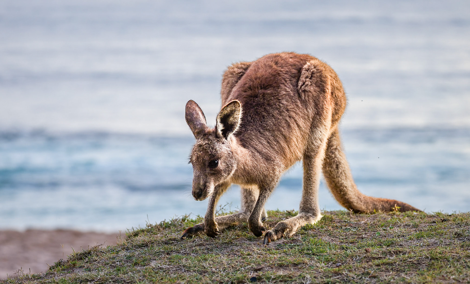 Kangaroo on beach at Bateman's Bay