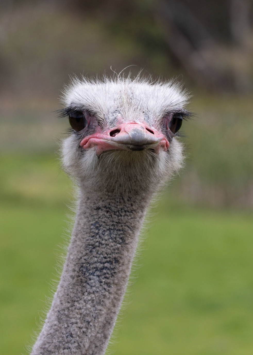 Ostrich