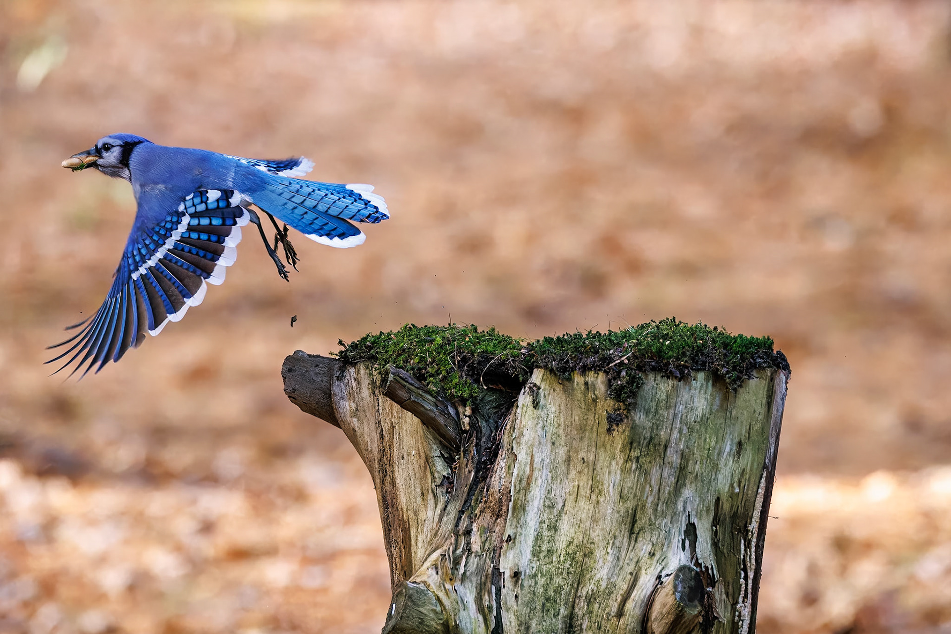 Blue Jay