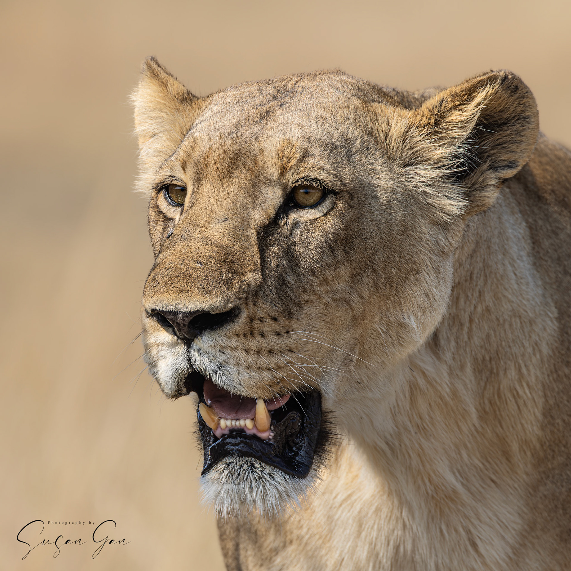 Female Lion