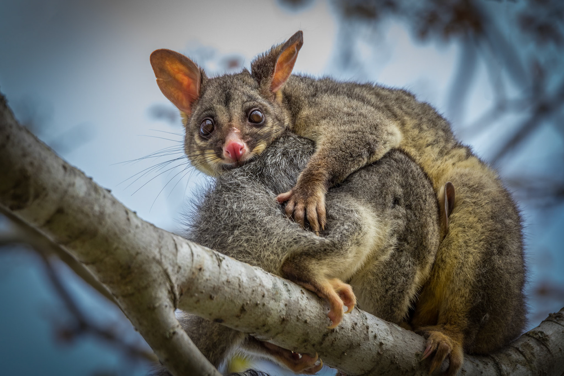 Possum with Baby