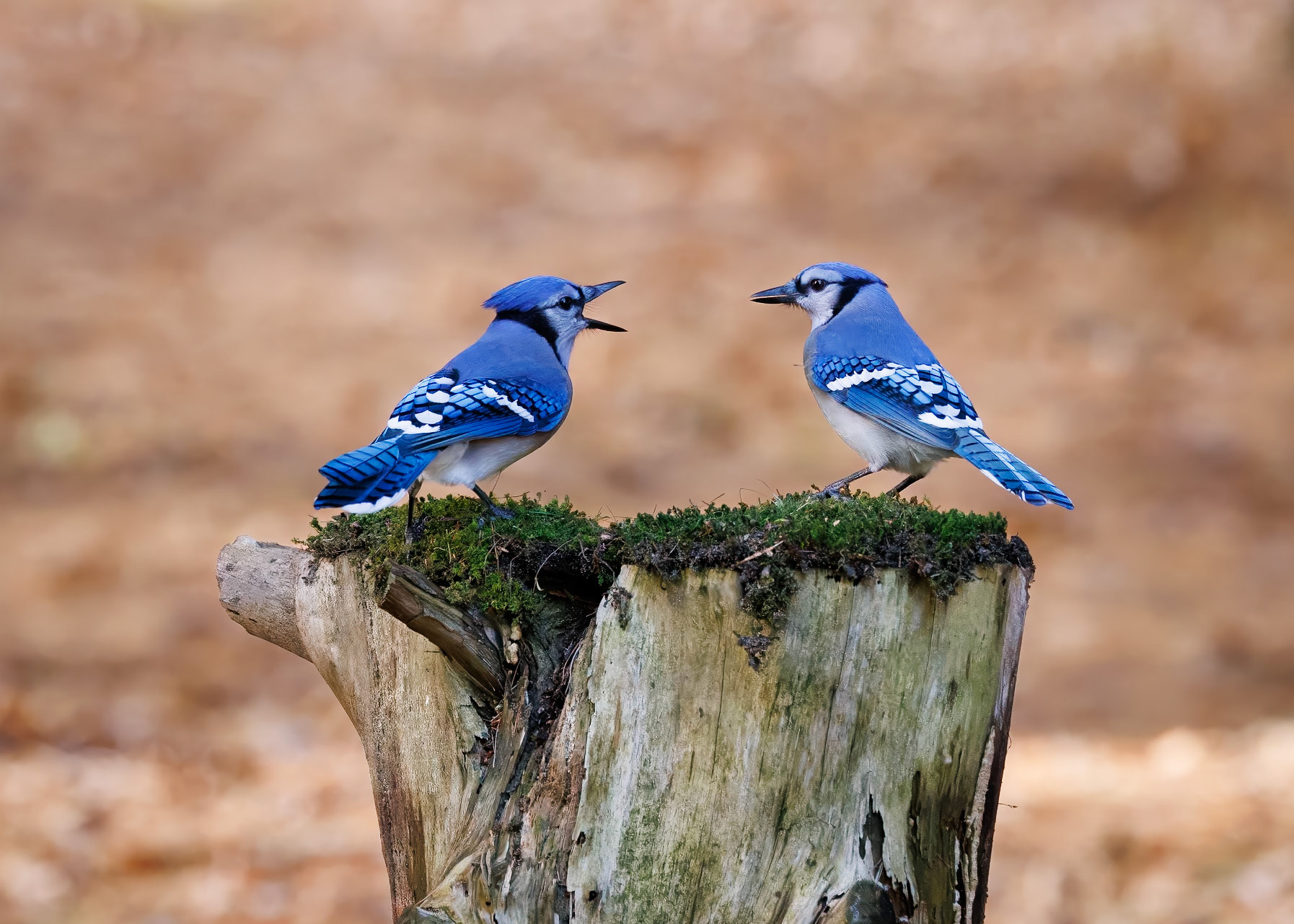 Blue Jay