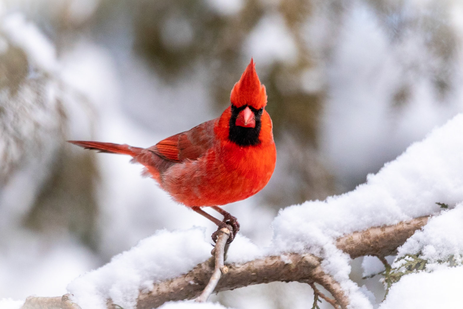 Cardinal