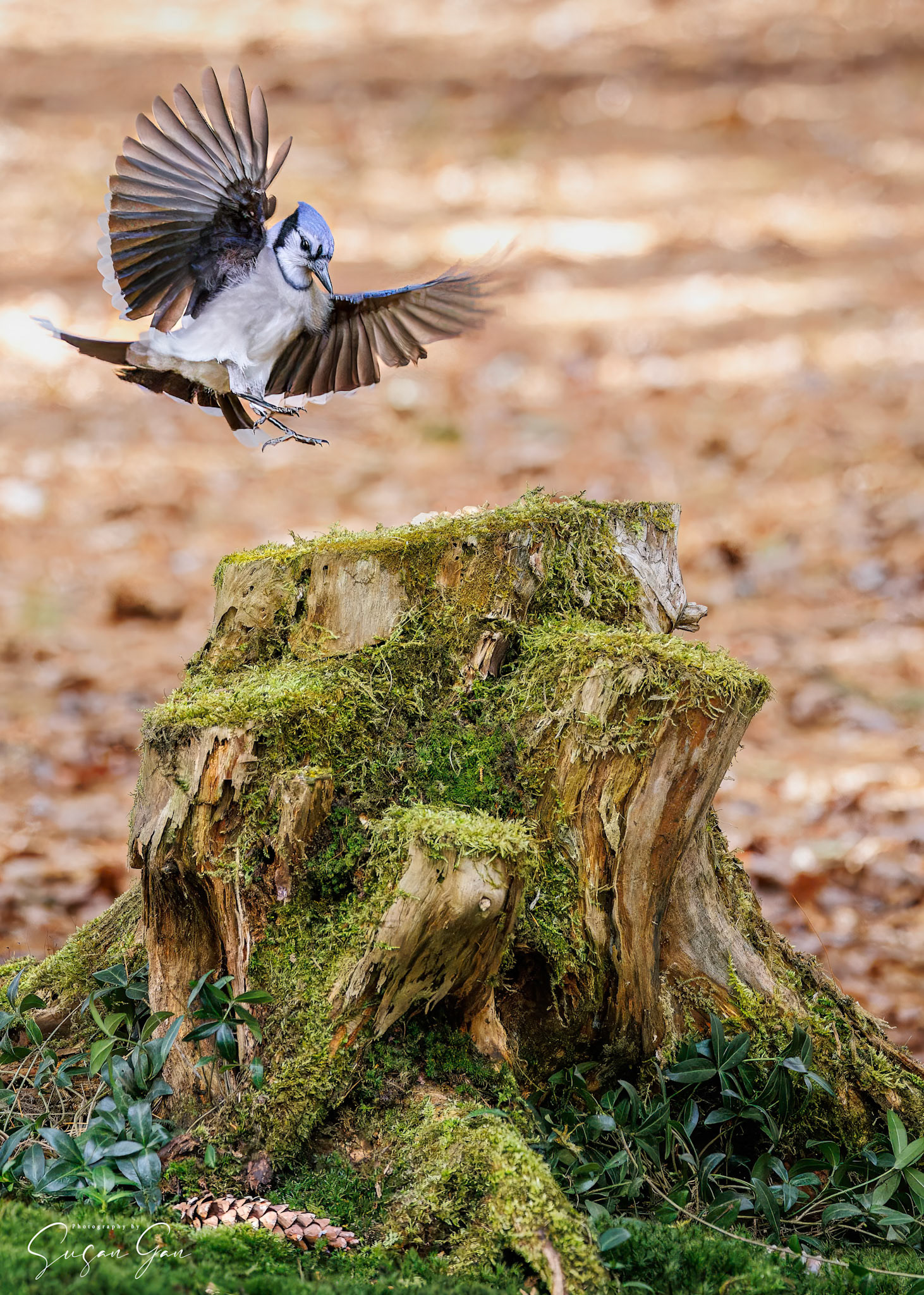 Blue Jay