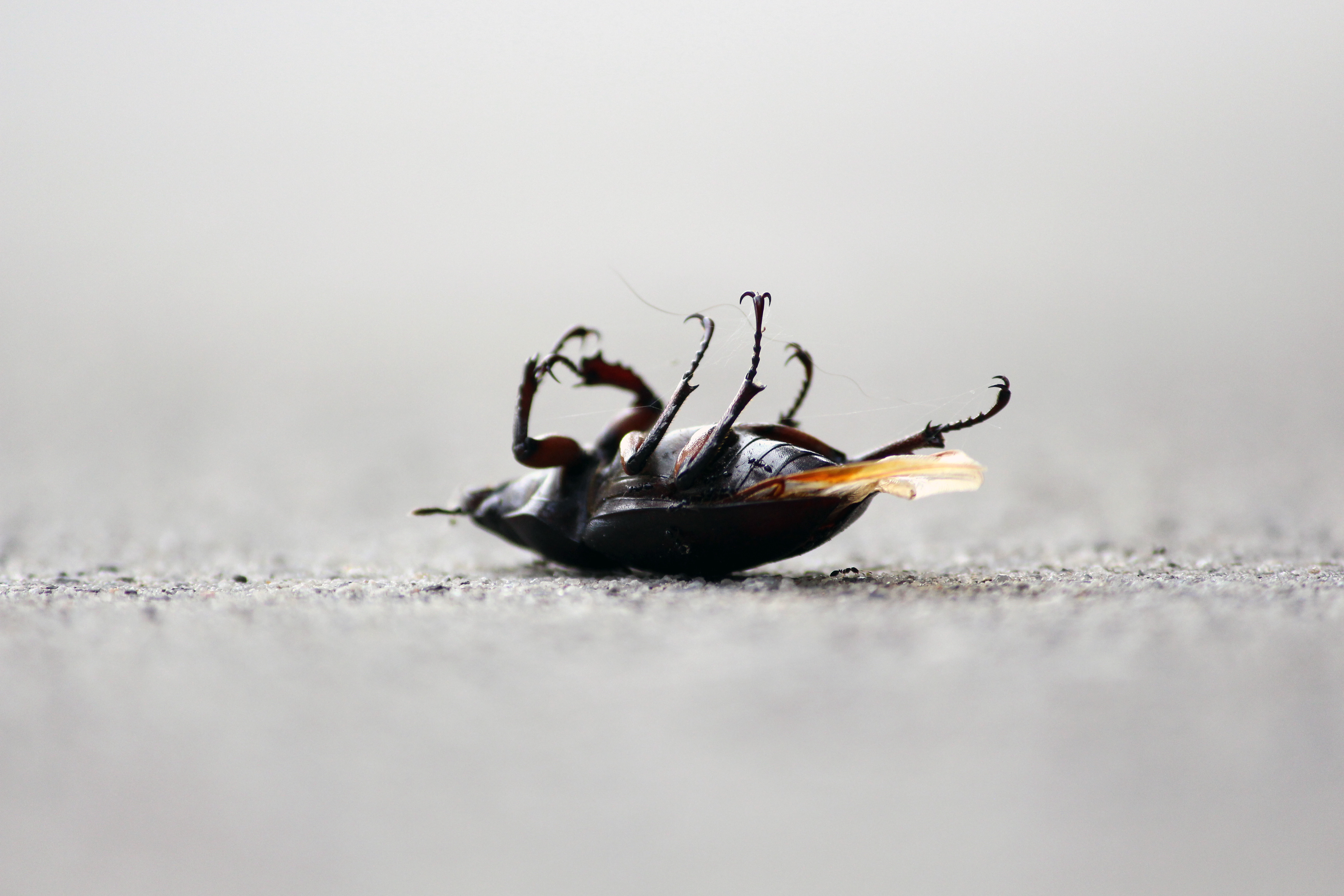 Macro Photography - Canon DSLR & Adobe Lightroom