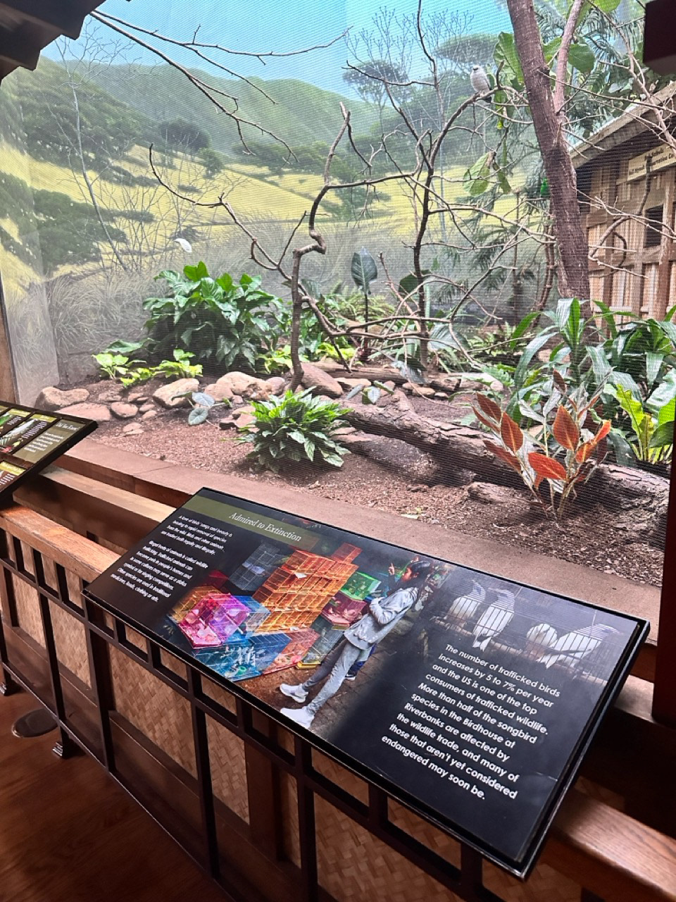 Educational graphics were designed with a focus on actionable steps. I wanted visitors to feel empowered, knowing how they could actively contribute to bird conservation. These visuals provided practical tips and insights, turning each visitor into a potential advocate for our feathered friends.