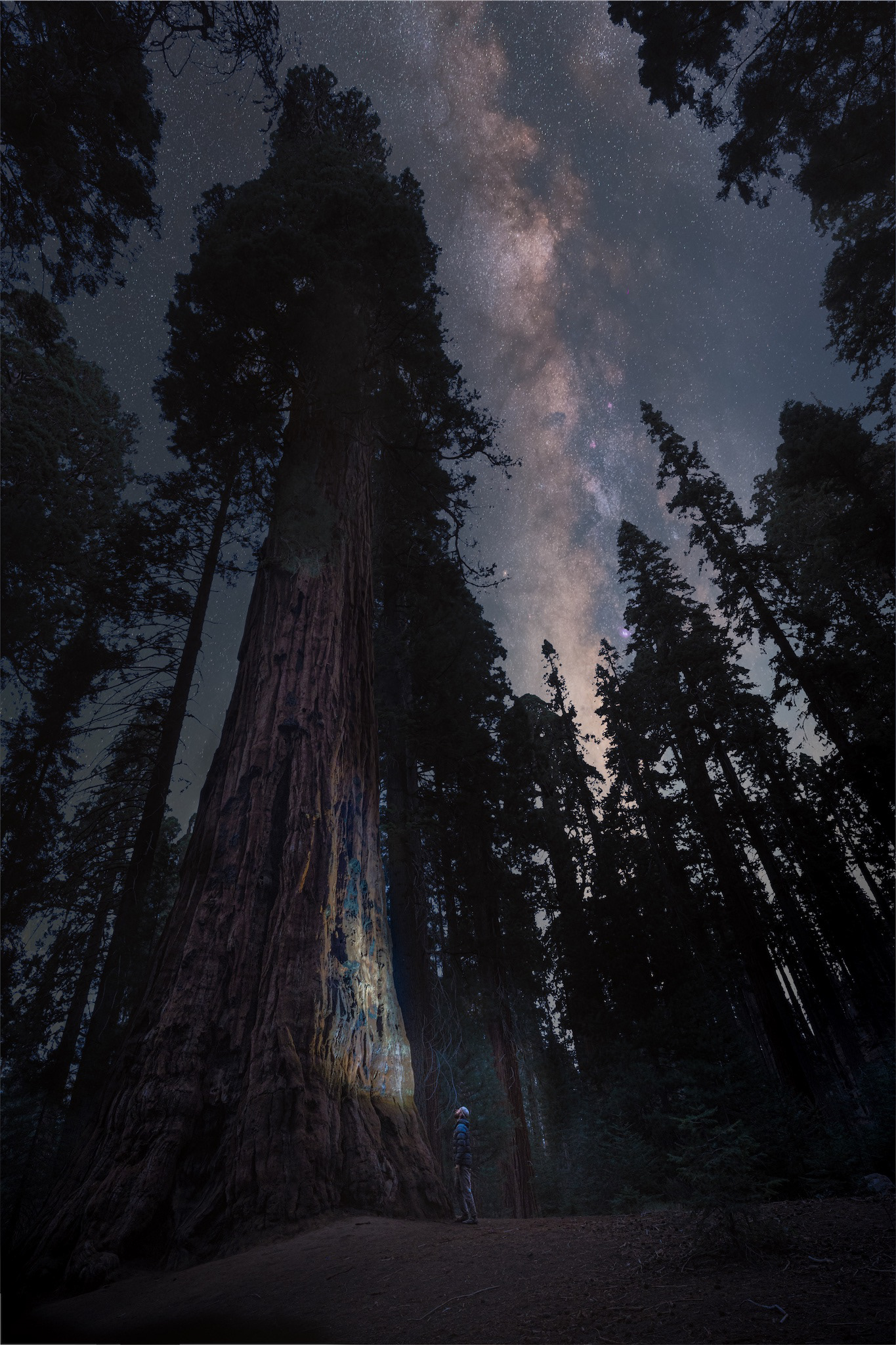 Sequoia National Park, California