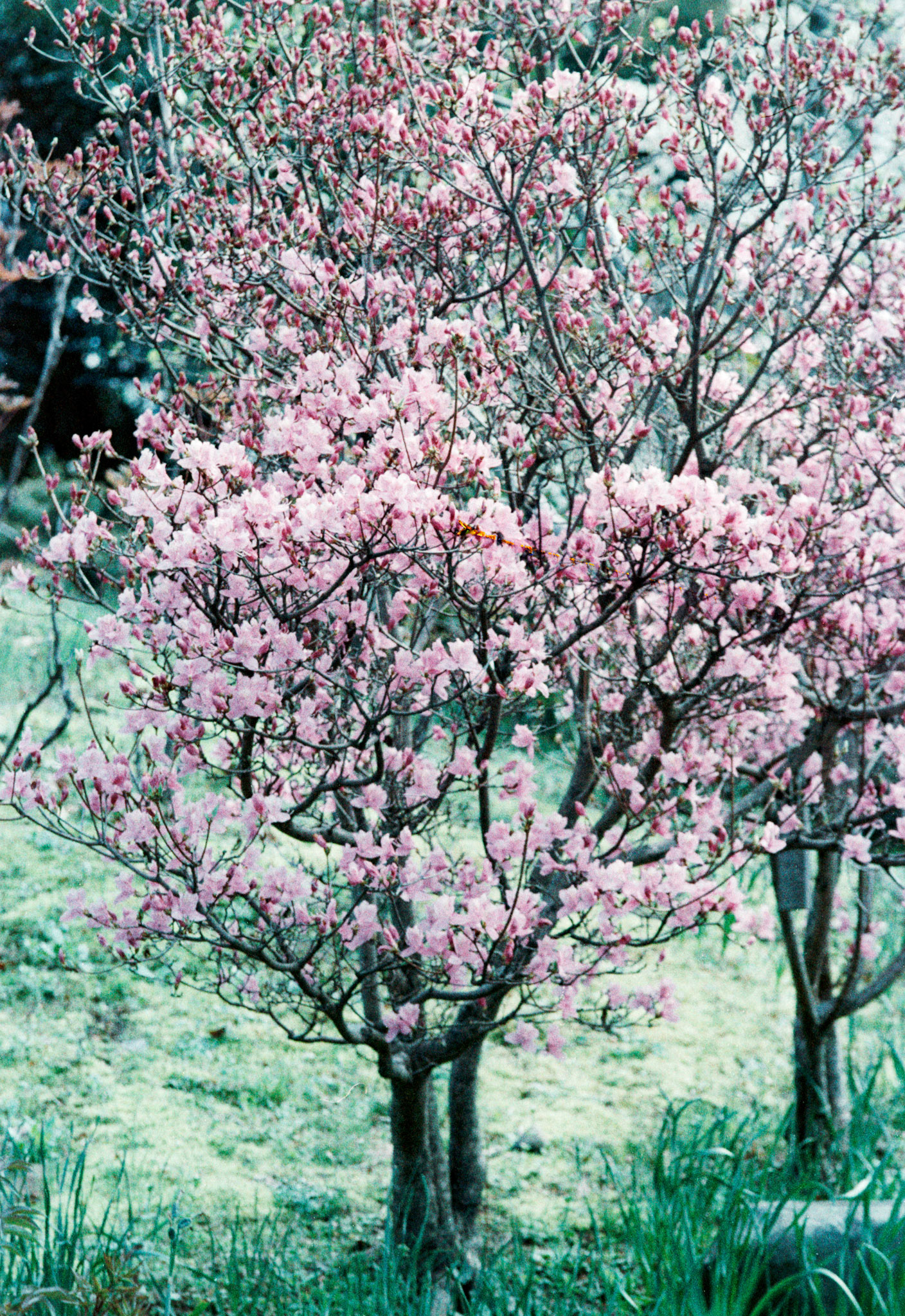 Spring has come... Sakura too