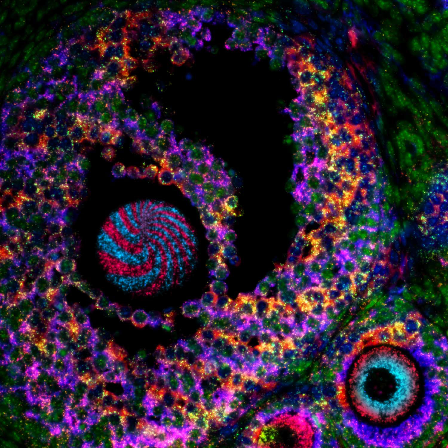 Mouse Ovary, Fluroescence