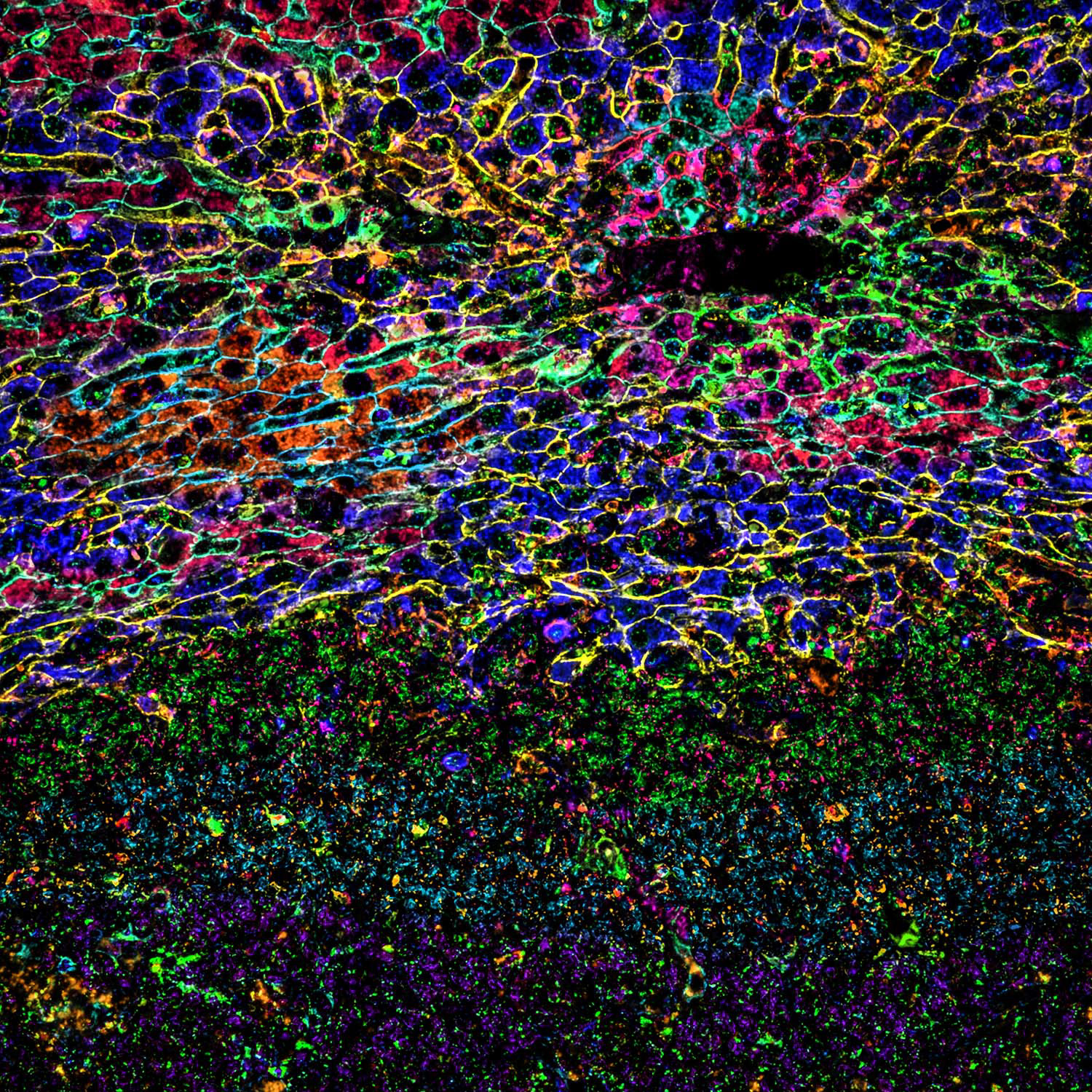 Mouse Liver