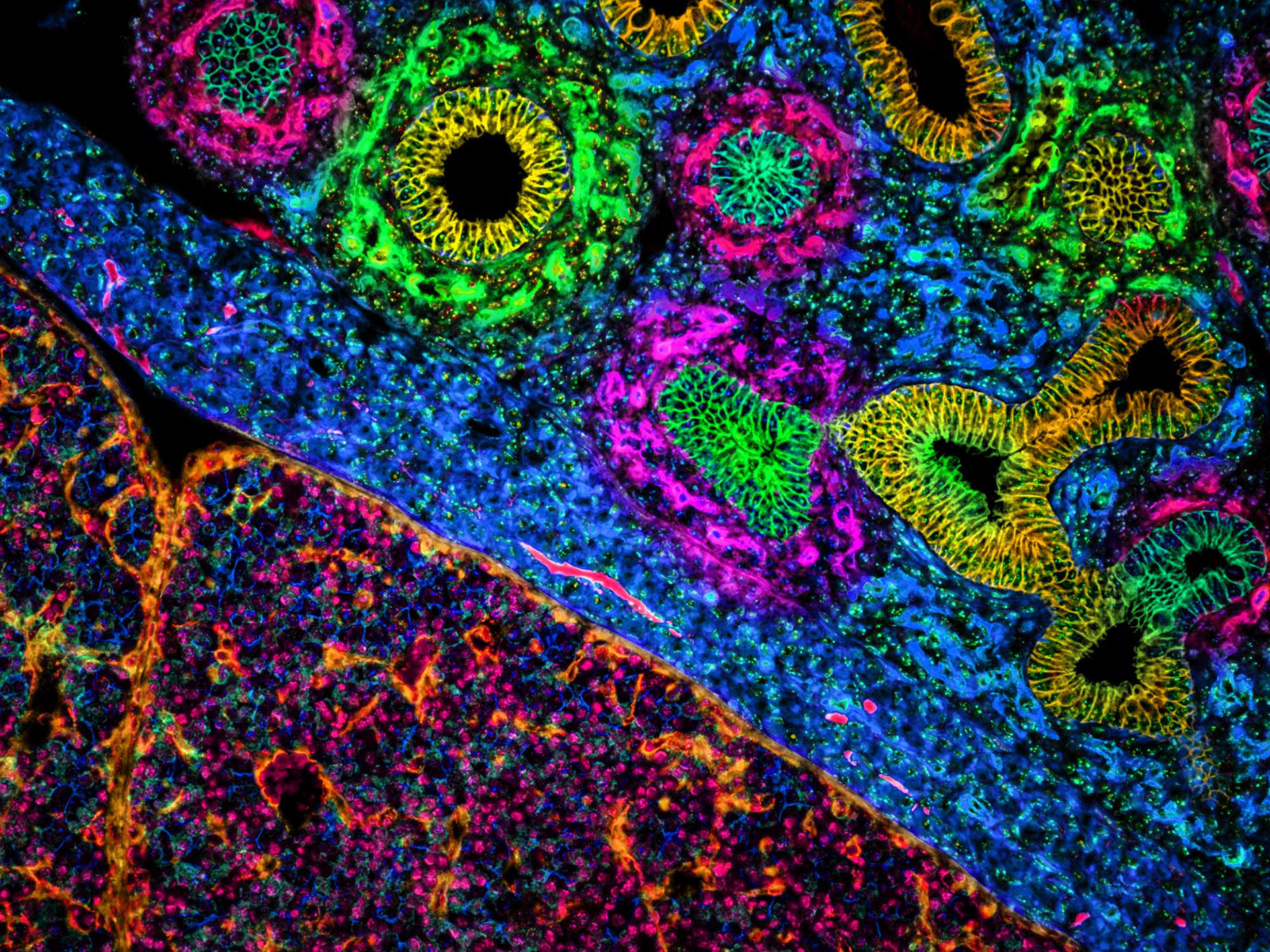 Mouse Embryo, Fluorescence