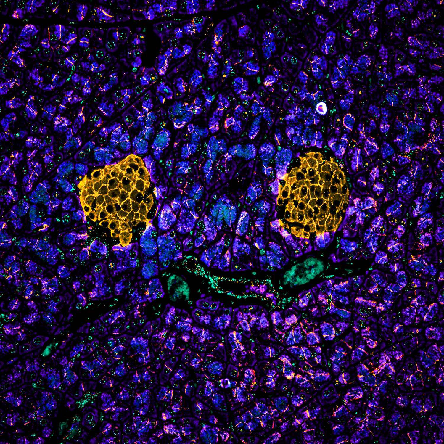 Mouse Pancreas, Fluorescence
