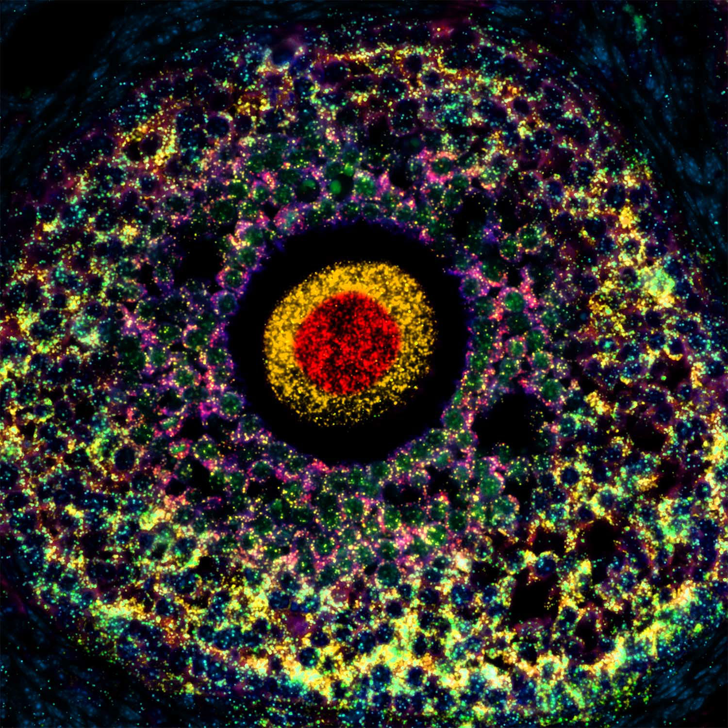 Mouse Ovary, Fluorescence